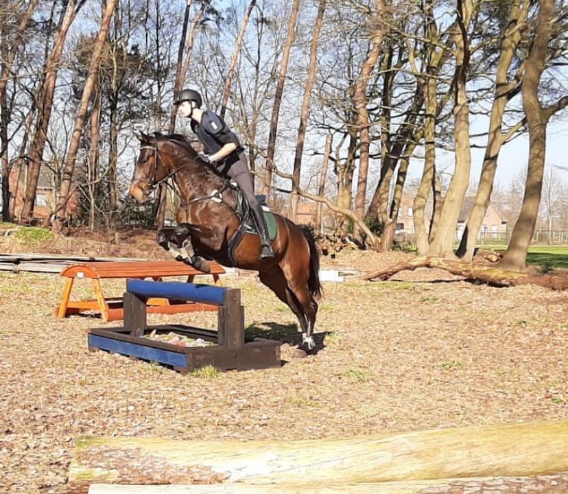 kwpn springpaard ruin 13 anos donkerbruin à venda - Foto 4