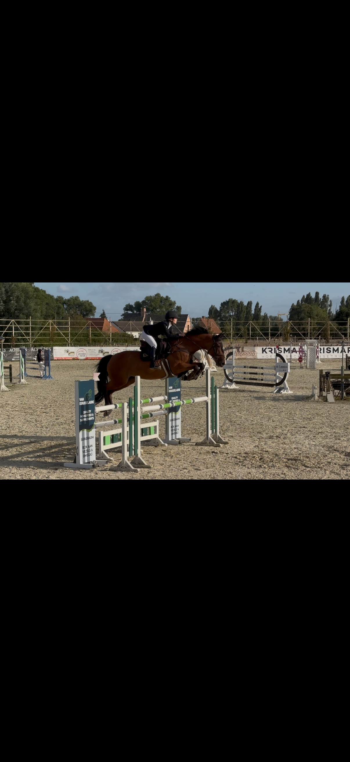 zangersheide springpaard merrie 10 岁 donkerbruin 出售 - 照片 2