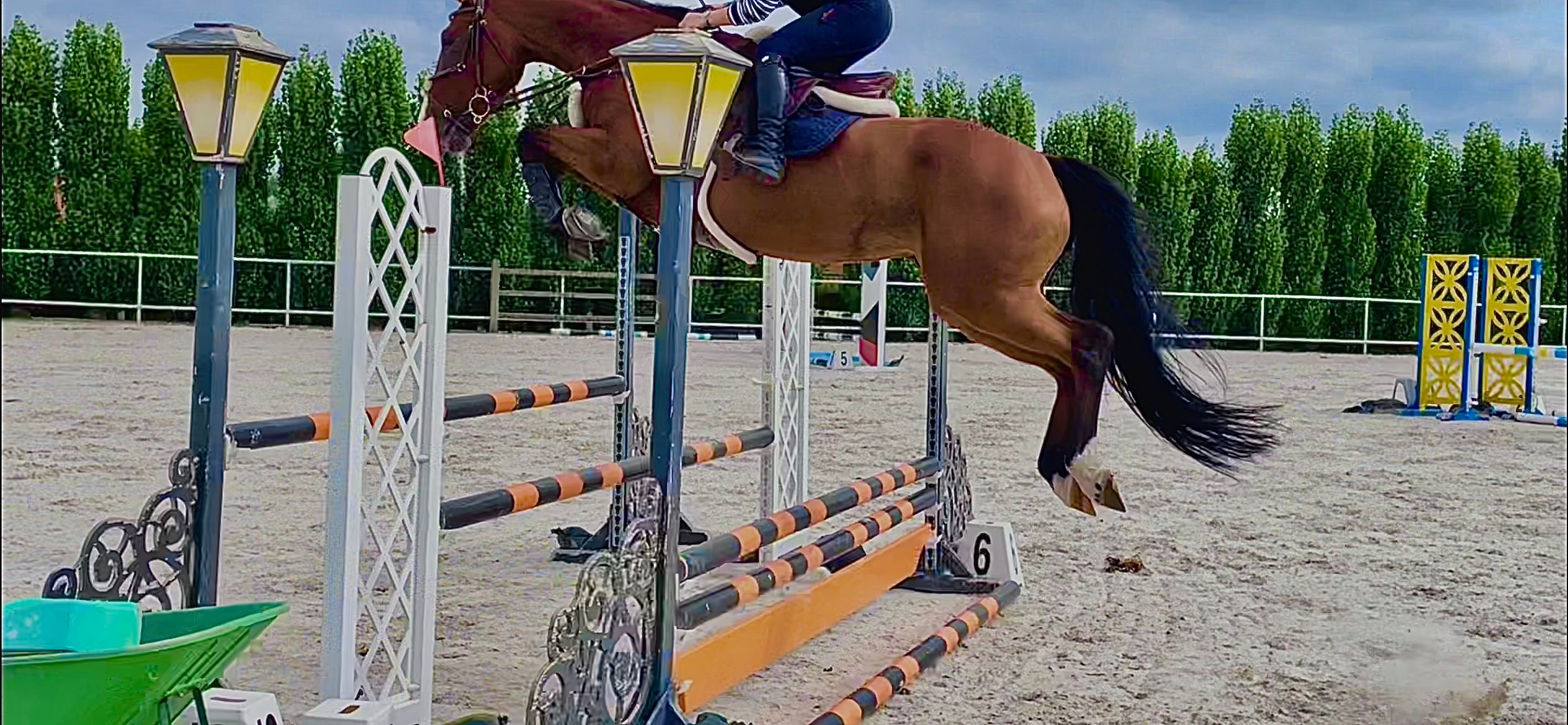 zangersheide springpaard merrie 10 岁 donkerbruin 出售 - 照片 6