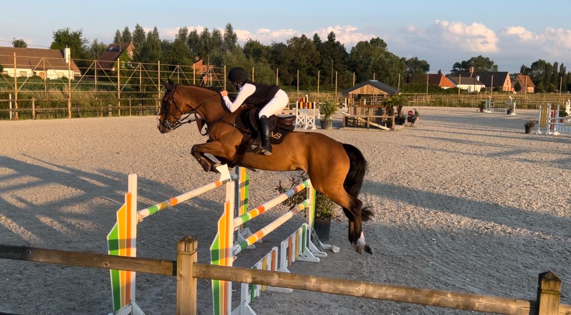 zangersheide springpaard merrie 10 岁 donkerbruin 出售 - 照片 5