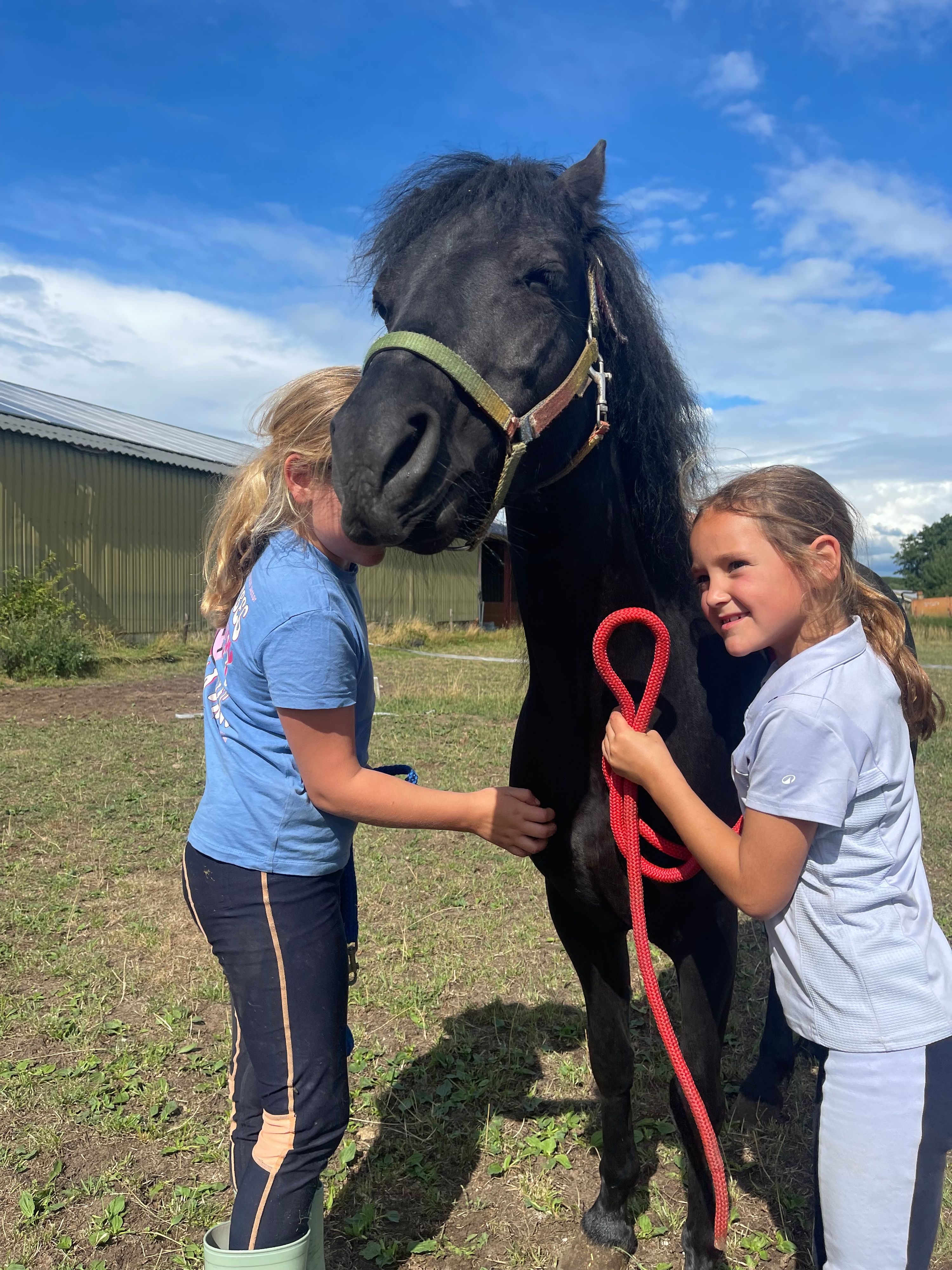 dartmoor allround-pony merrie 6 years old zwart for sale - Photo 4