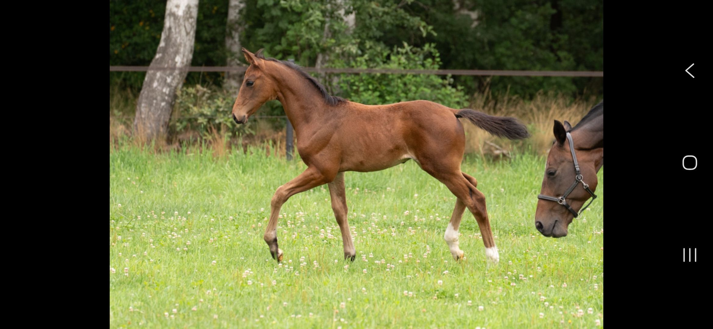 kwpn dressuurpaard hengst 0 jaar bruin te koop - Foto 3