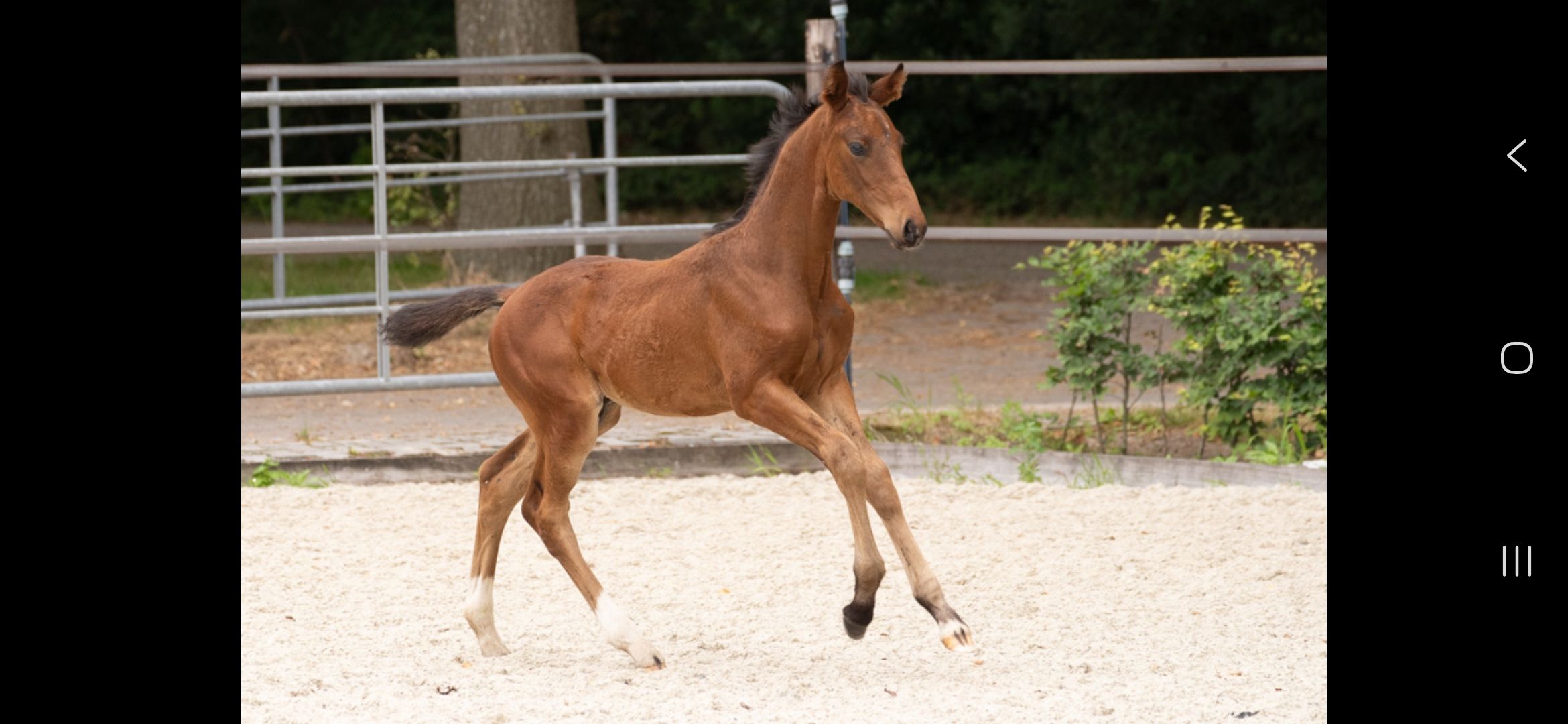 kwpn dressuurpaard hengst 0 jaar bruin te koop - Foto 6