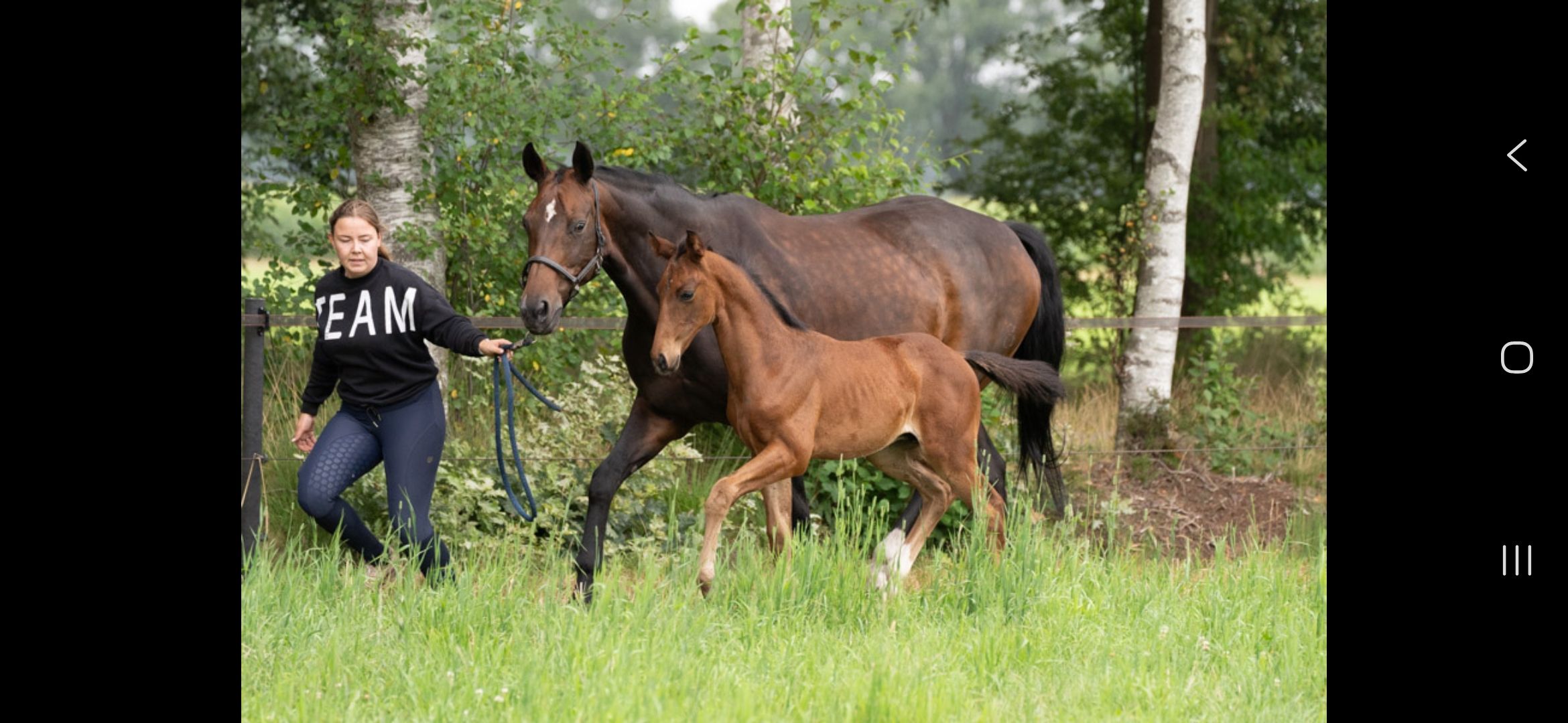 kwpn dressuurpaard hengst 0 jaar bruin te koop - Foto 5