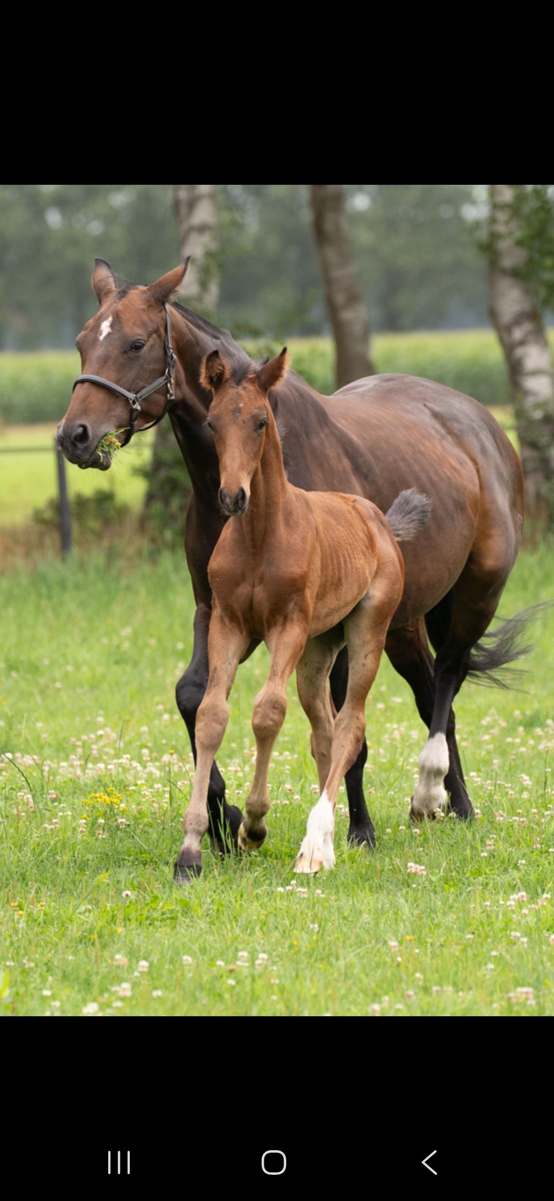 kwpn dressuurpaard hengst 0 jaar bruin te koop - Foto 2
