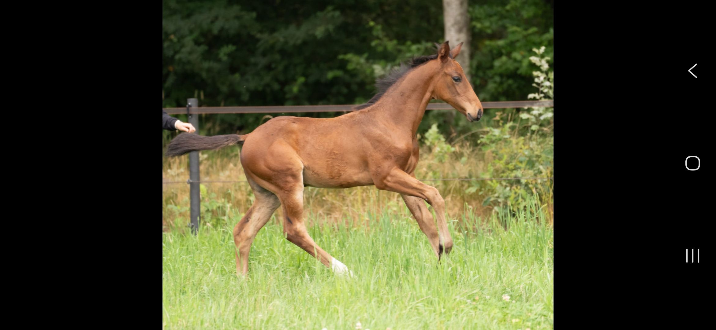 kwpn dressuurpaard hengst 0 jaar bruin te koop - Foto 4