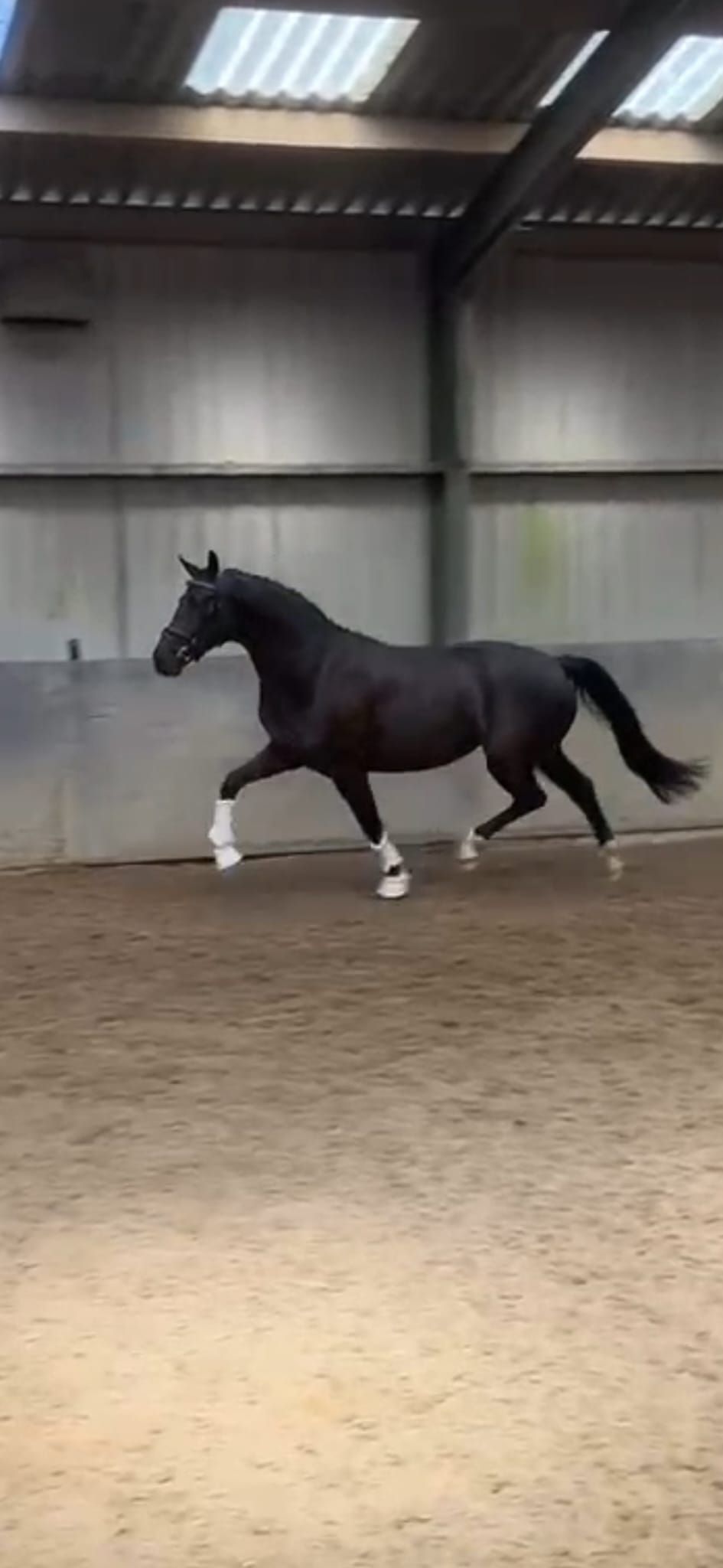 Nice good moving 3-year-old mare by For Ferrero x Lord Loxley