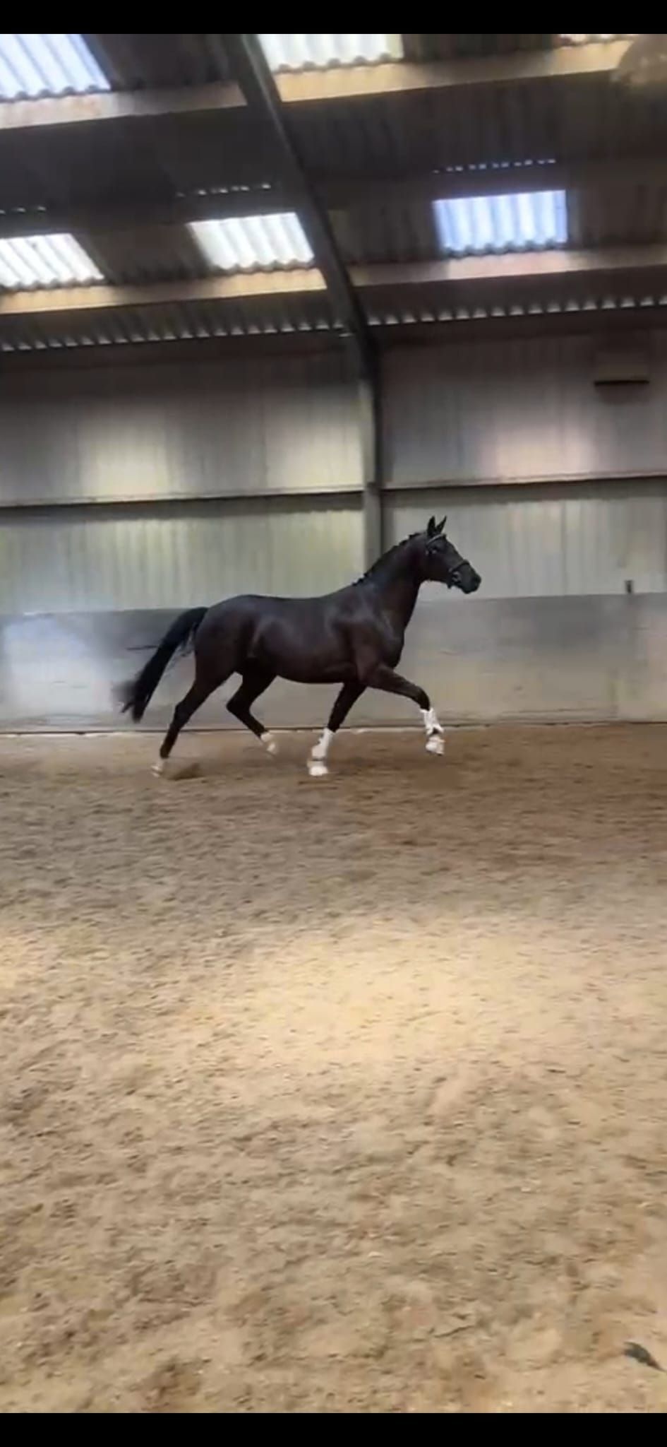 westfalen dressuurpaard merrie 3 岁 donkerbruin 出售 - 照片 2