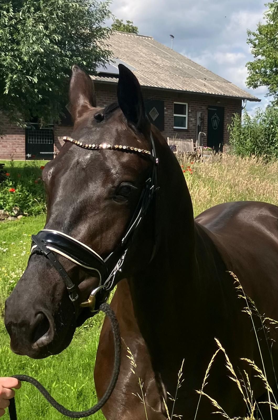 westfalen dressuurpaard merrie 3 岁 donkerbruin 出售 - 照片 3