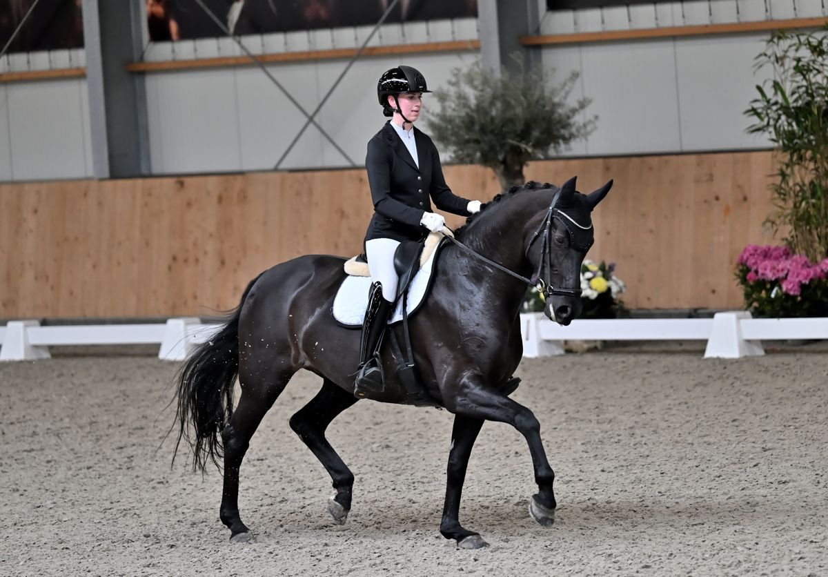 Talangfullt elitdressyrsto efter Everdale x San Remo
