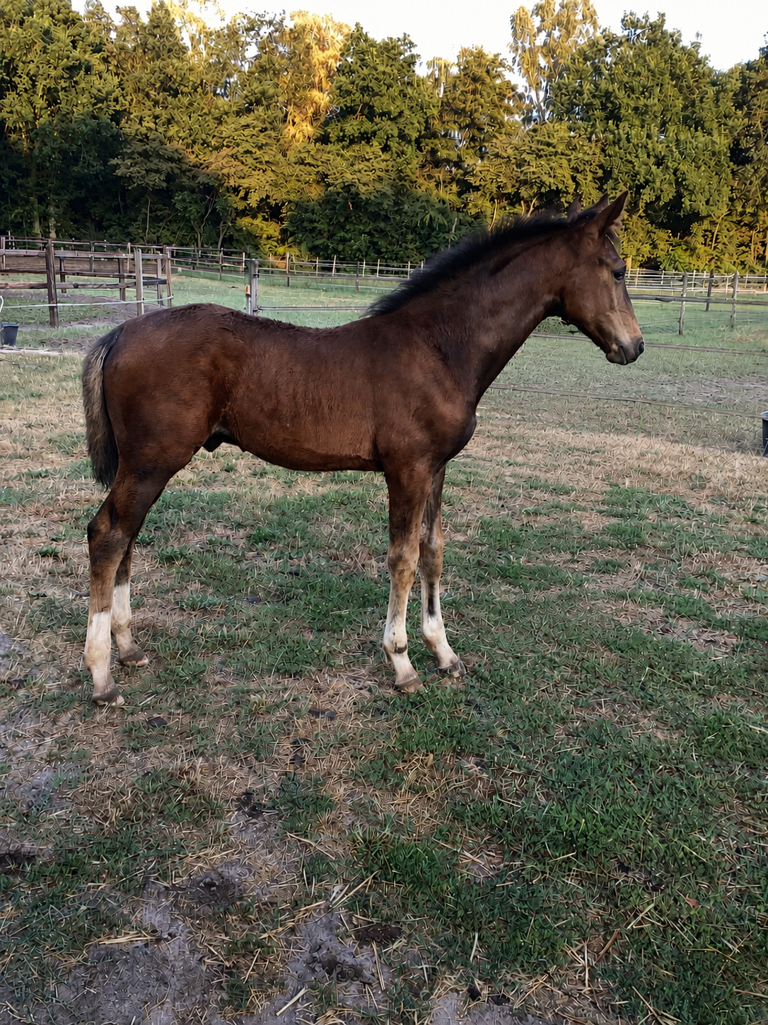 Nice, sweet and handsome colt foal by Sarai L.