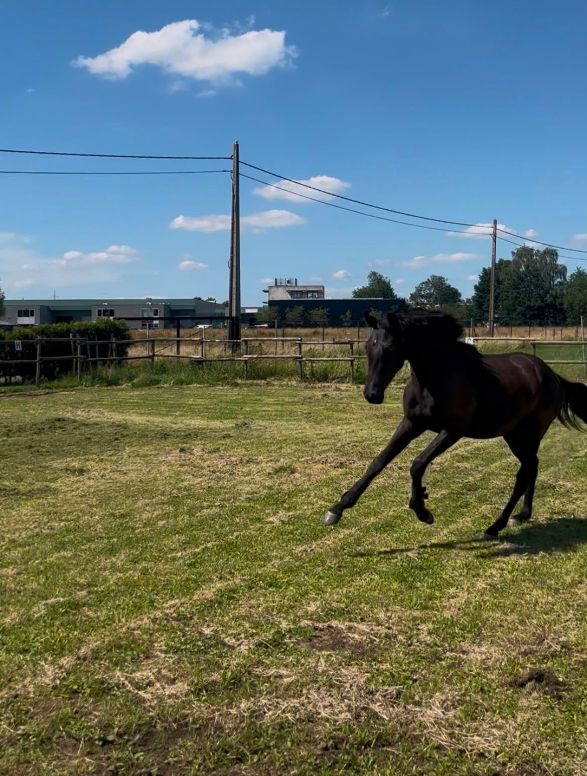 kwpn dressuurpaard merrie 1 years old donkerbruin for sale - Photo 3