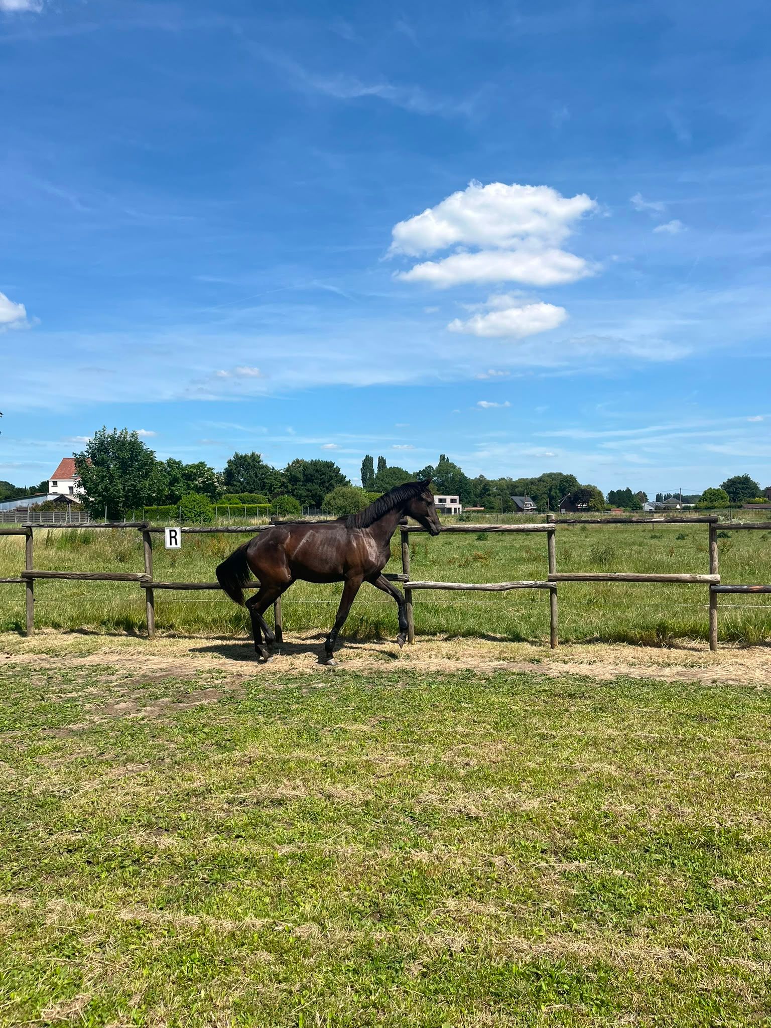 kwpn dressuurpaard merrie 1 years old donkerbruin for sale - Photo 4