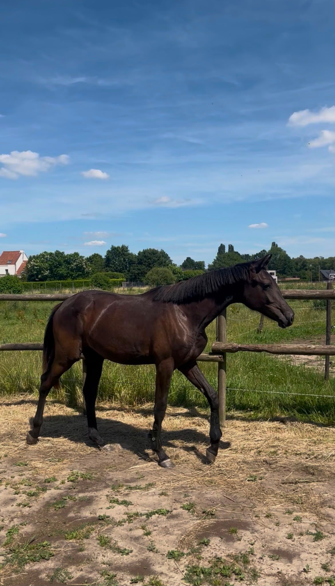 Pjethro yearling Mare