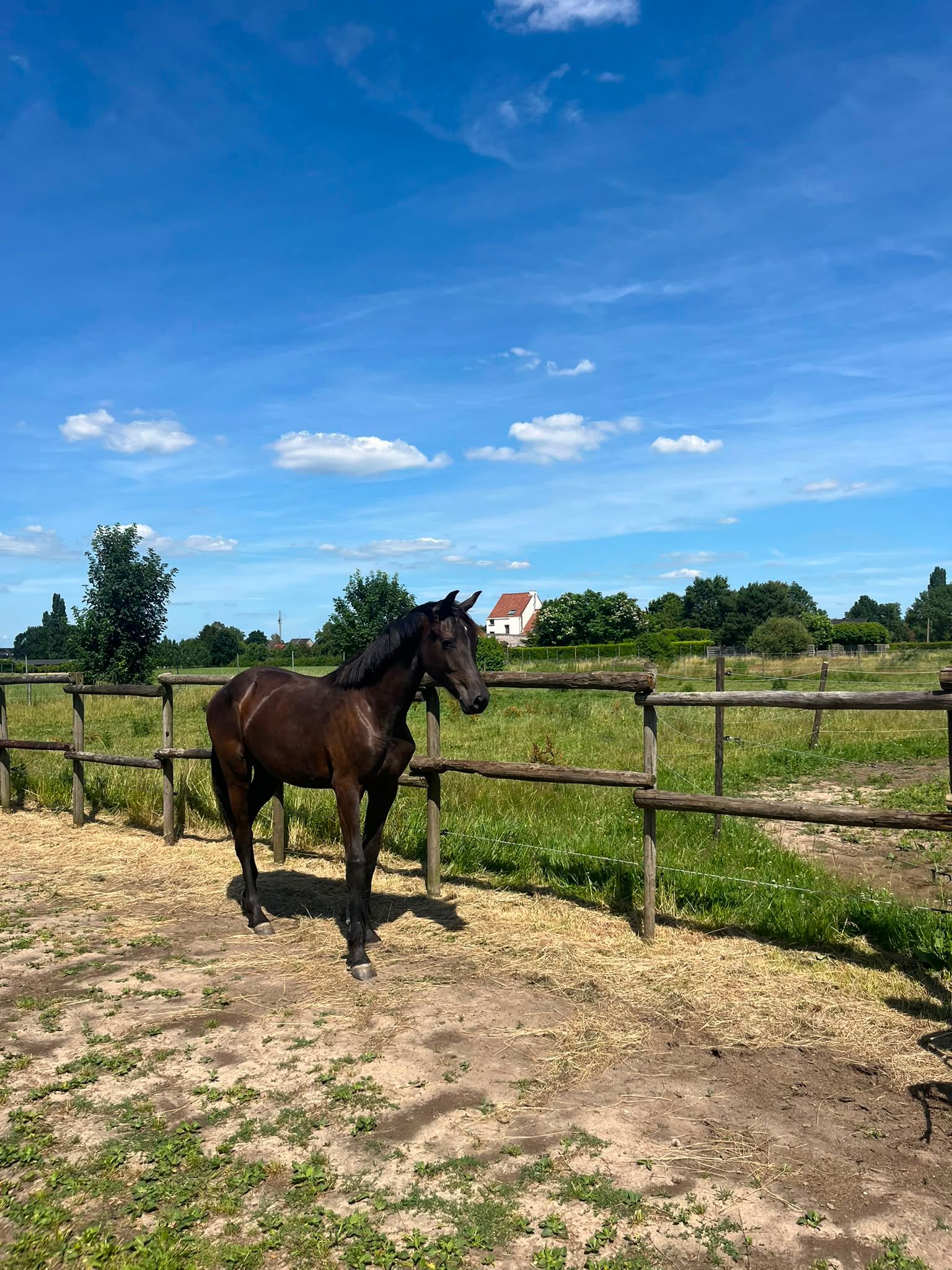 kwpn dressuurpaard merrie 1 years old donkerbruin for sale - Photo 2