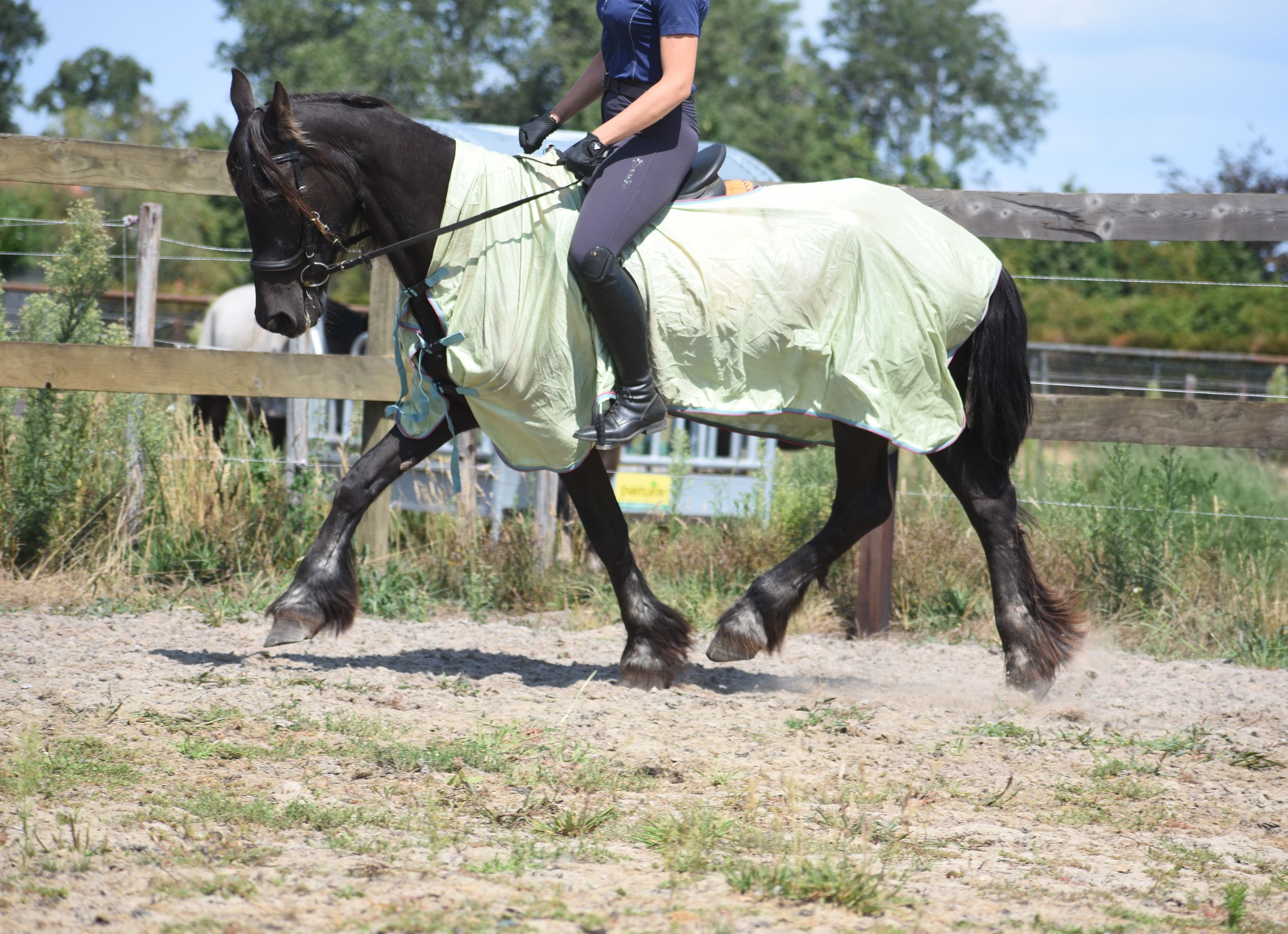 Friesian, older lady with a heart of gold