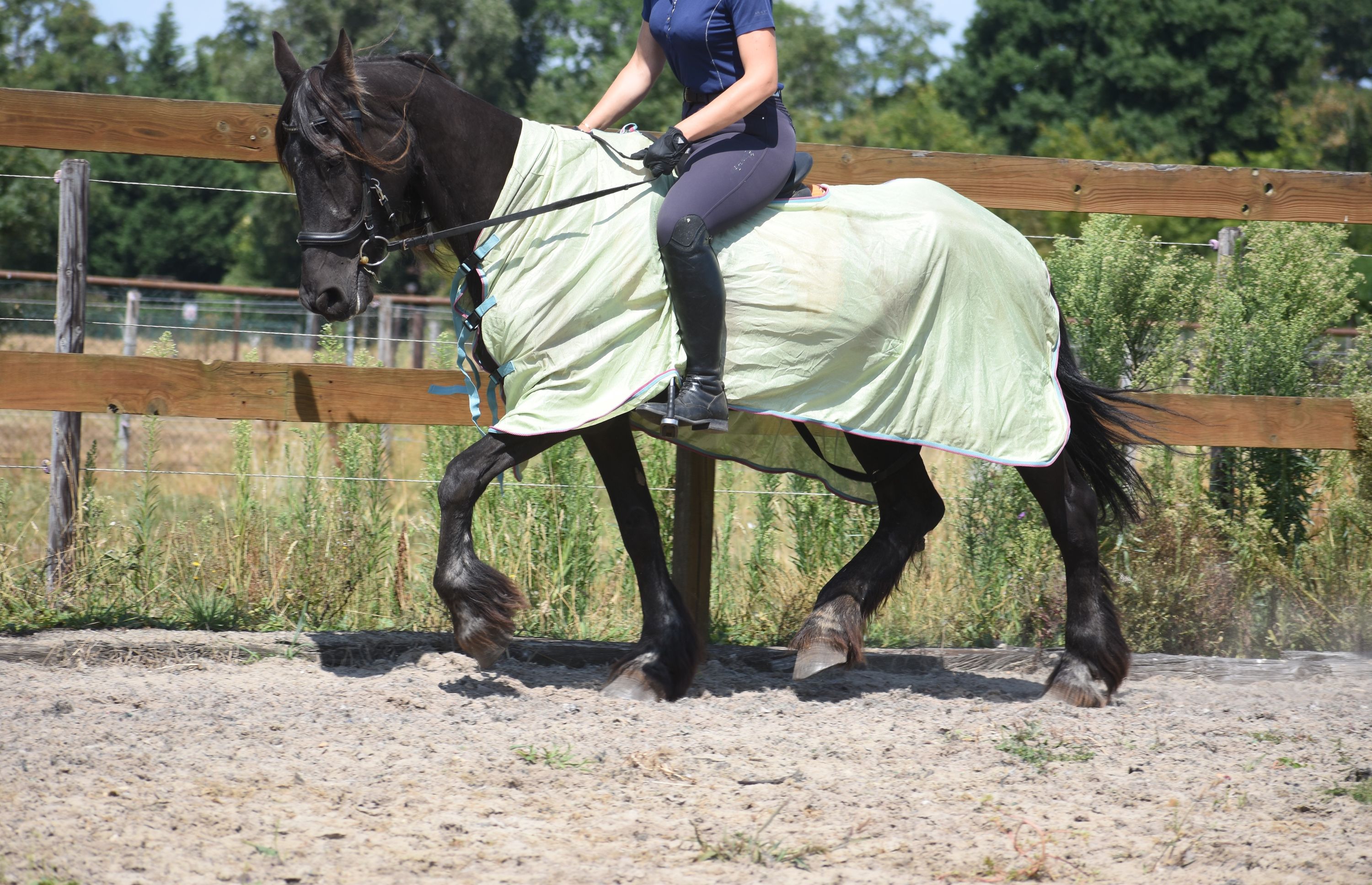 recreatie-paard merrie 22 years old for sale - Photo 3
