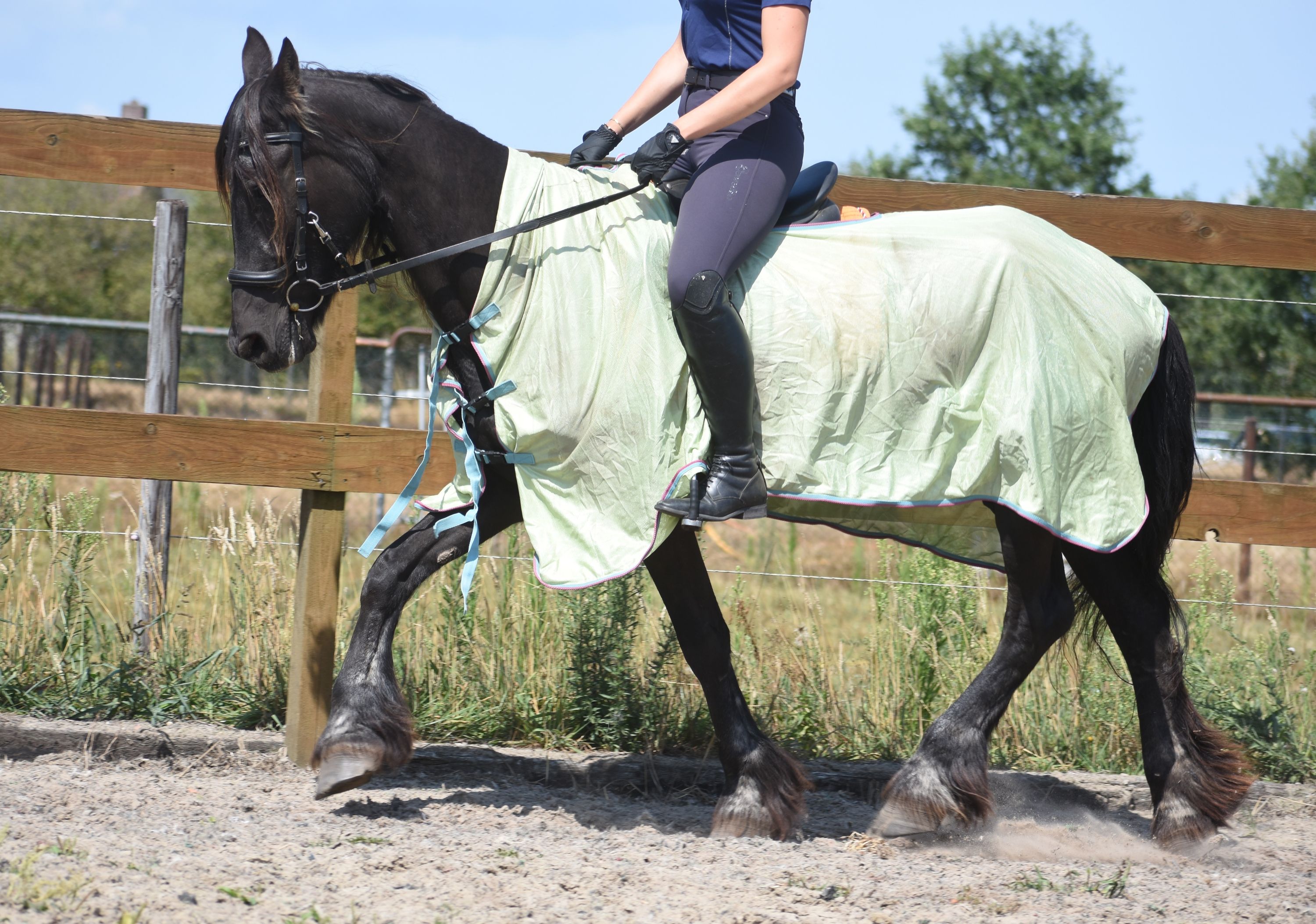 recreatie-paard merrie 22 years old for sale - Photo 5