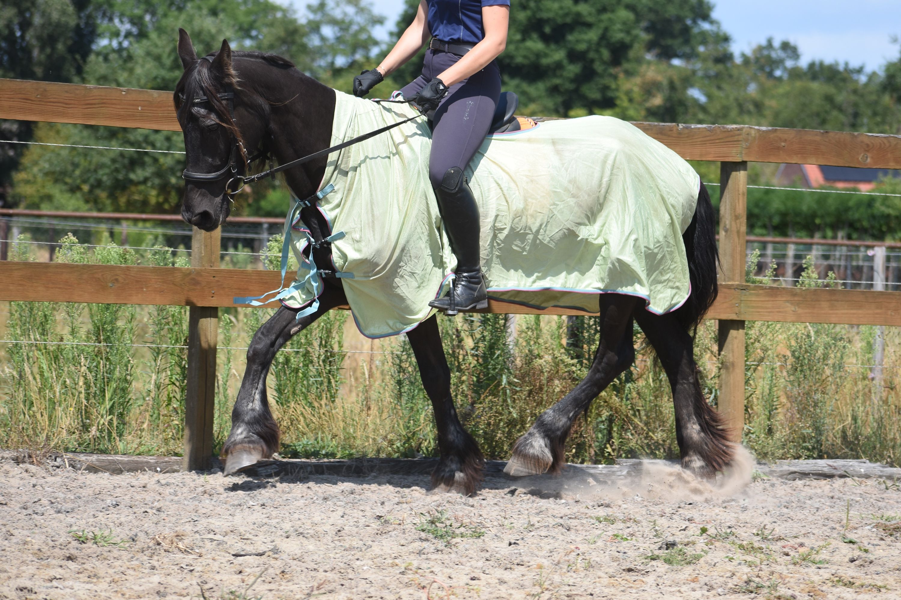 recreatie-paard merrie 22 years old for sale - Photo 2