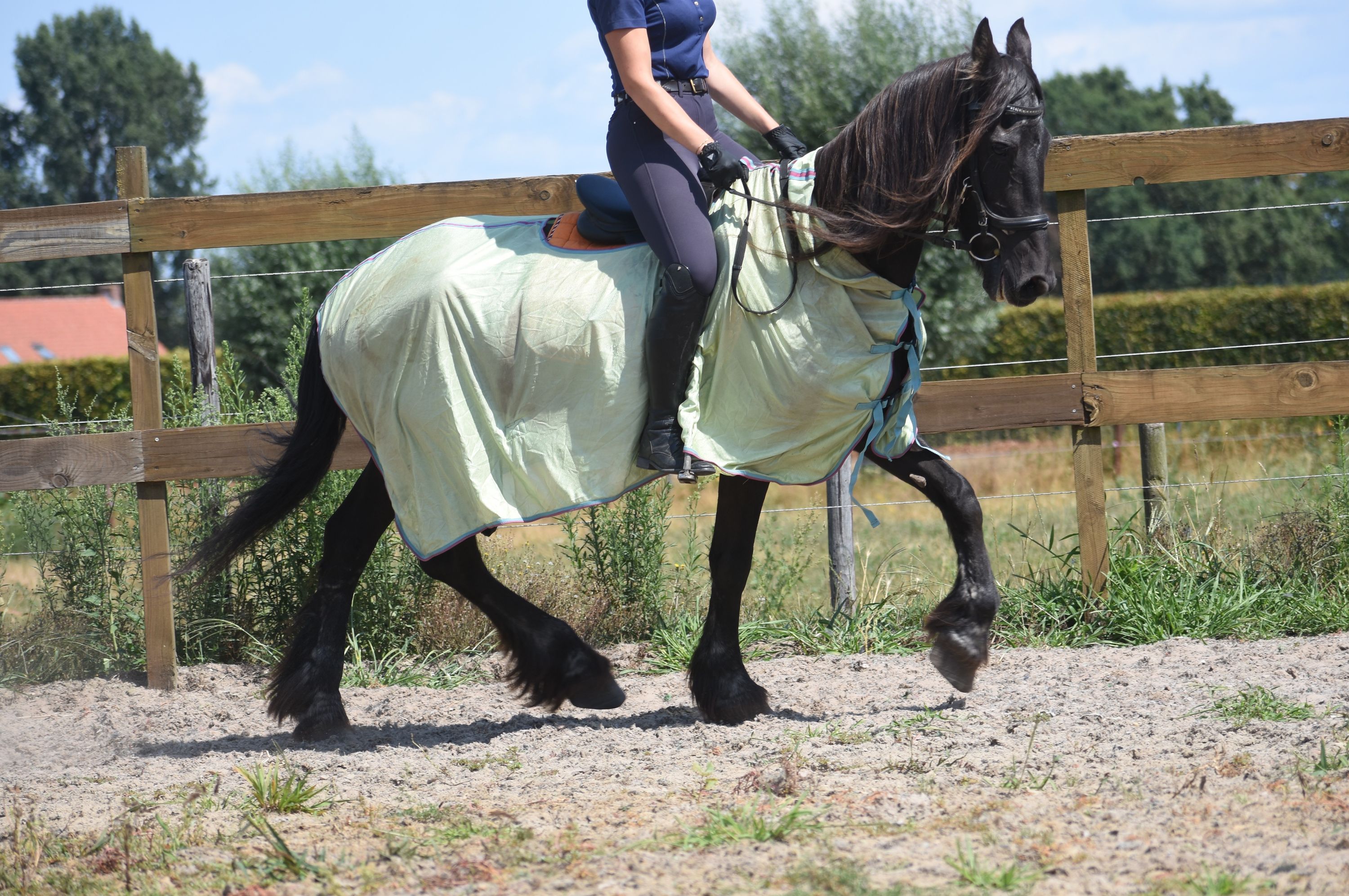 recreatie-paard merrie 22 years old for sale - Photo 6