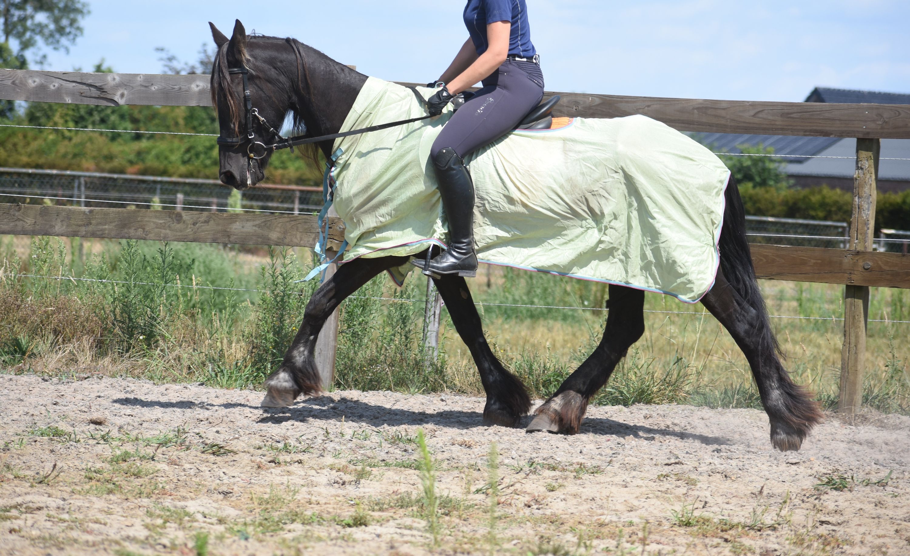 recreatie-paard merrie 22 years old for sale - Photo 4