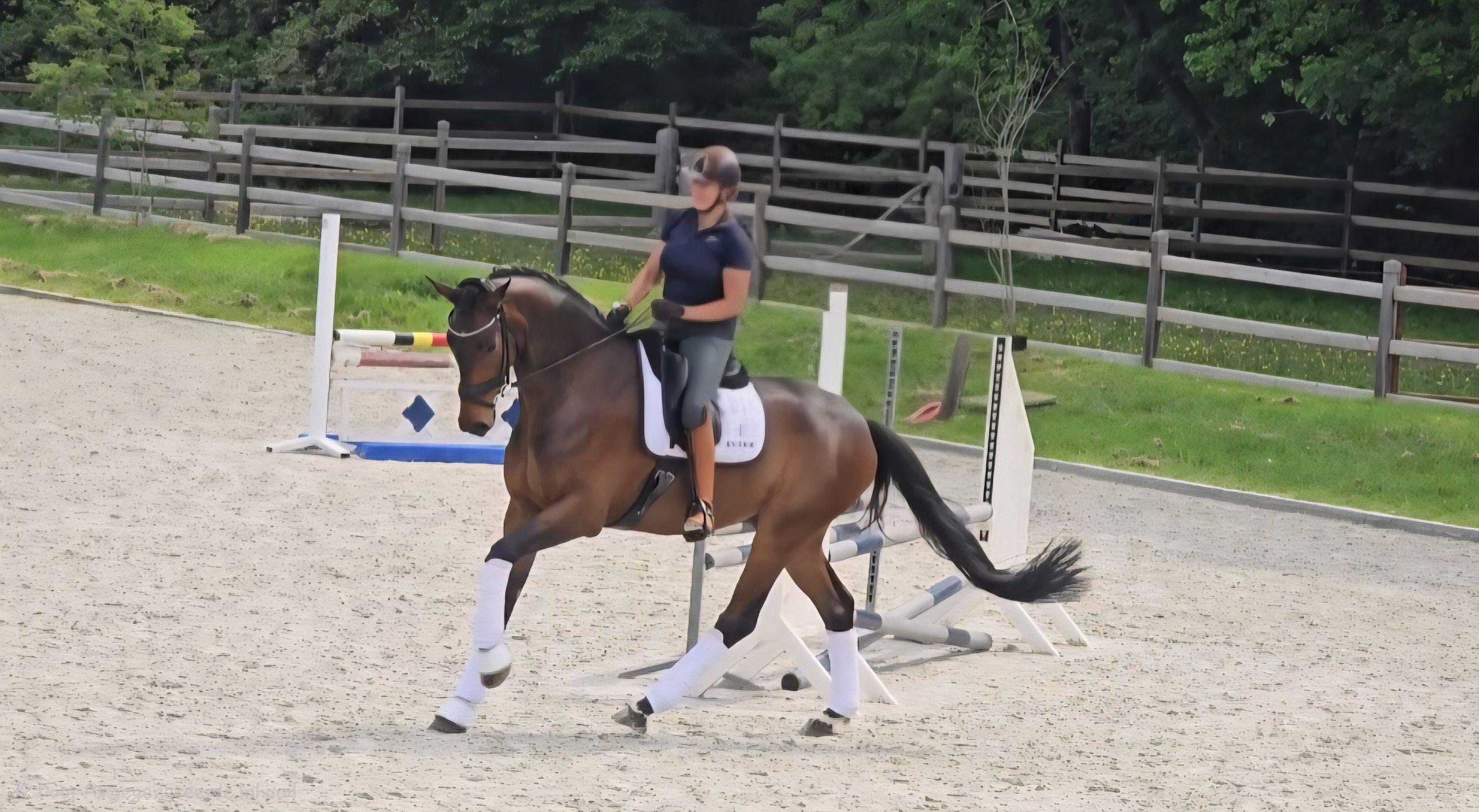 Promising dressage gelding, a very sweet and fine eye-catcher