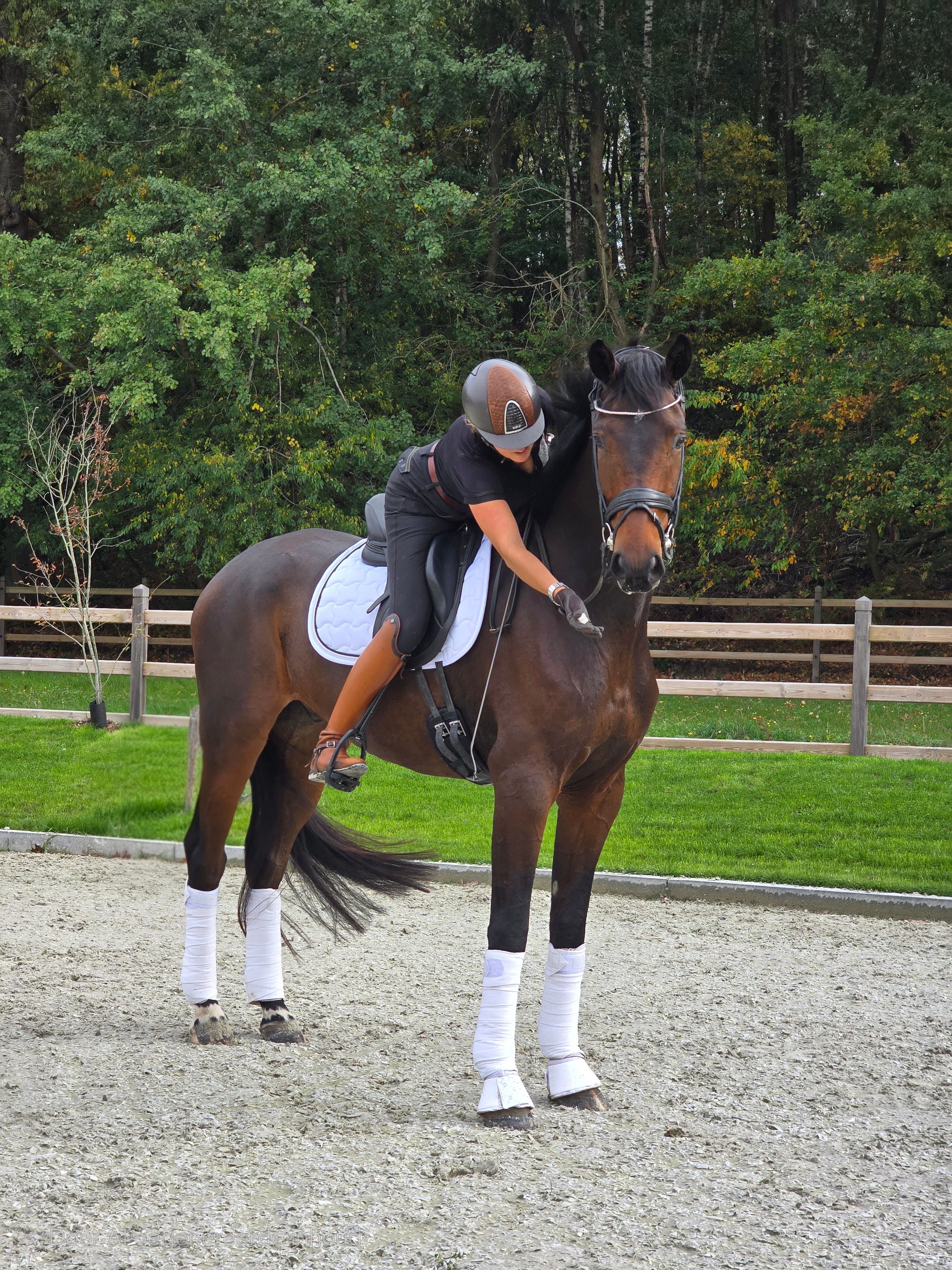 oldenburg dressuurpaard ruin 7 years old donkerbruin for sale - Photo 2