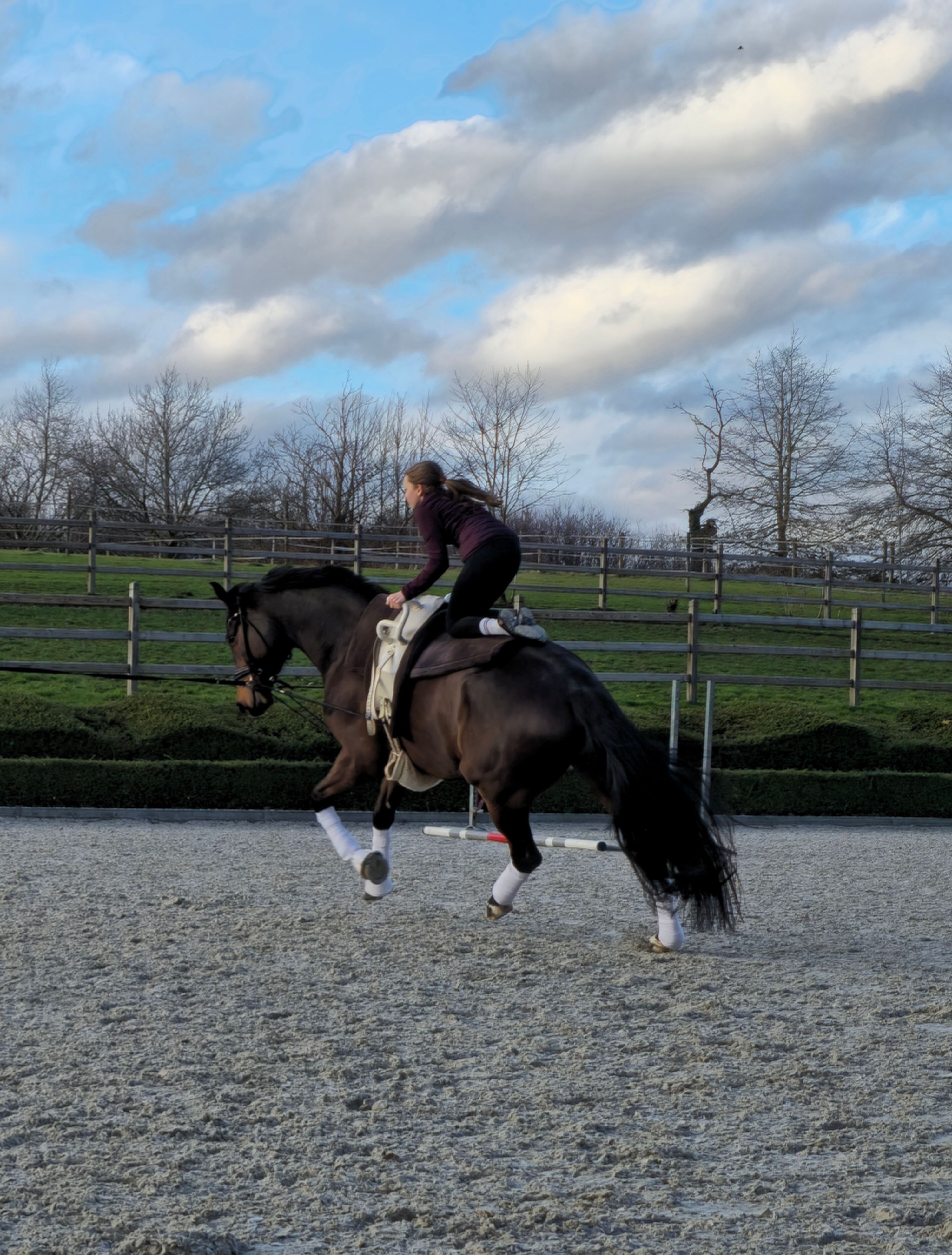 oldenburg dressuurpaard ruin 7 years old donkerbruin for sale - Photo 3