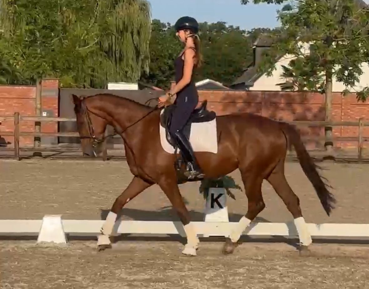 Jument de dressage 4 ans