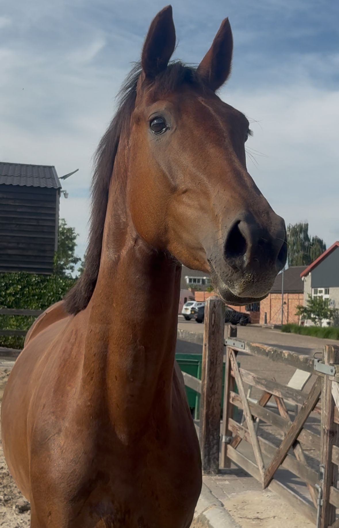 kwpn dressuurpaard merrie 3 ani vos de vânzare - Foto 4