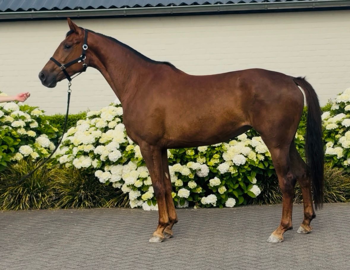 kwpn dressuurpaard merrie 3 ani vos de vânzare - Foto 3