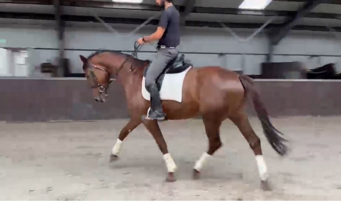 kwpn dressuurpaard merrie 3 ani vos de vânzare - Foto 2