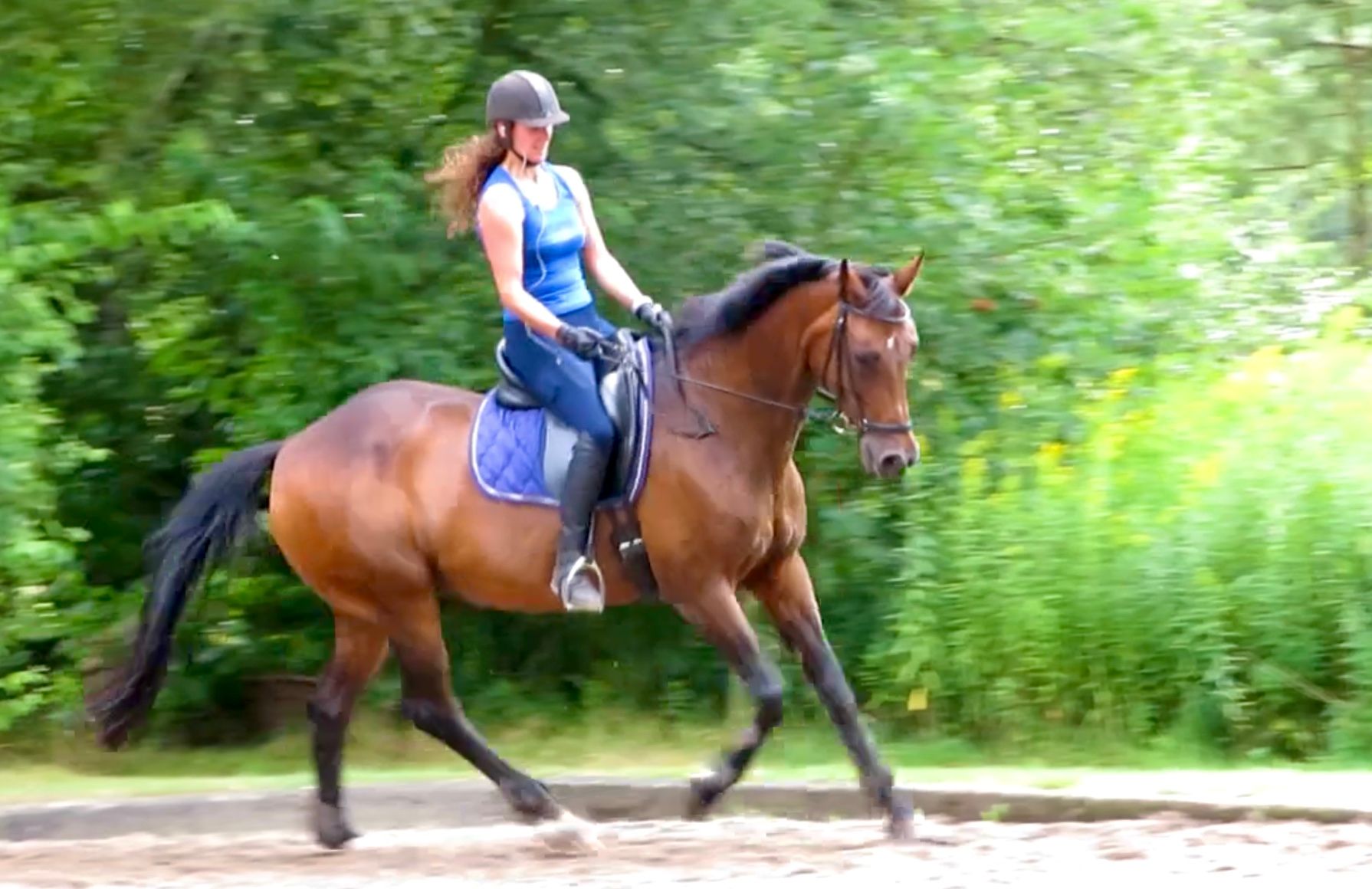 kwpn recreatie-paard merrie 21 lat donkerbruin na sprzedaż - Zdjęcie 6