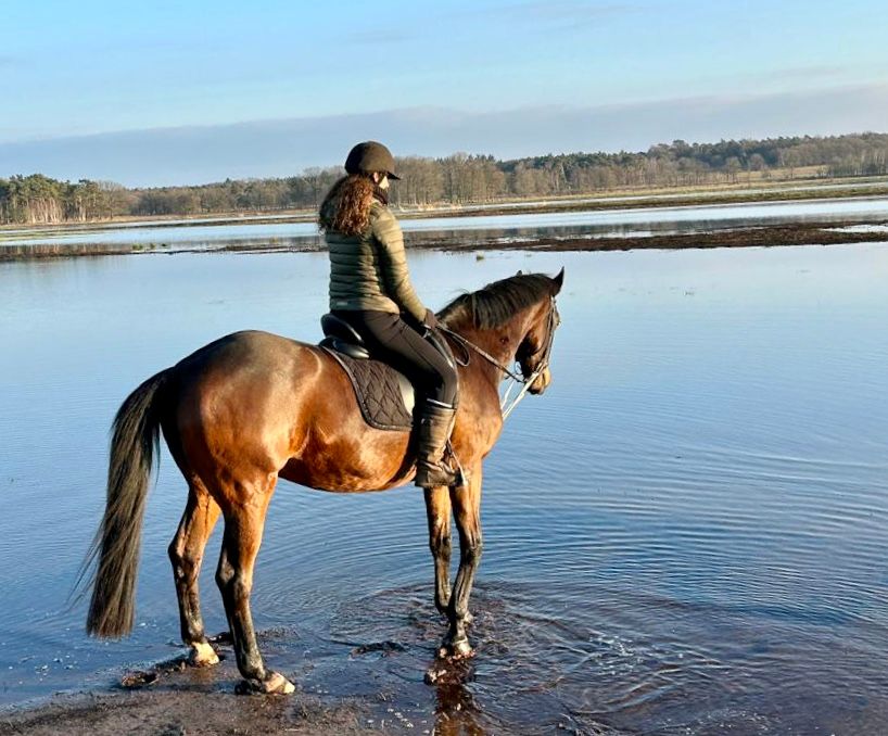 kwpn recreatie-paard merrie 21 lat donkerbruin na sprzedaż - Zdjęcie 4