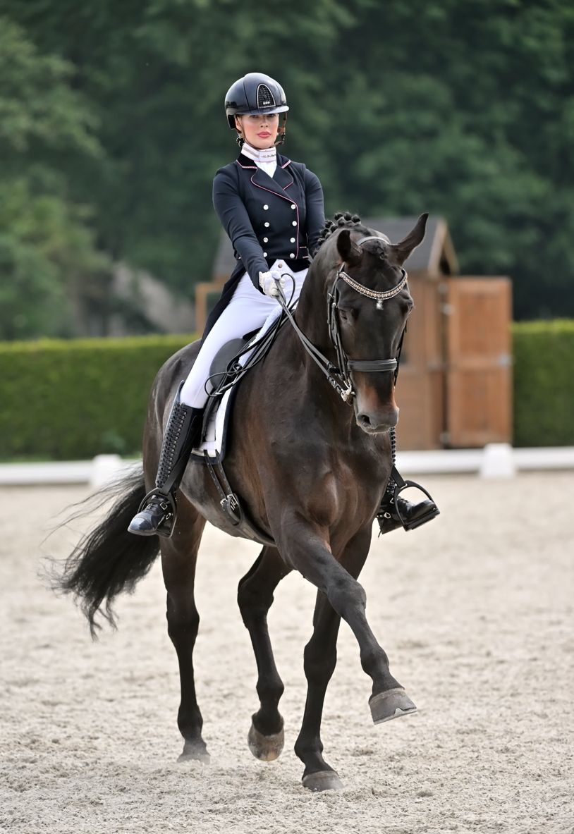 oldenburg dressuurpaard ruin 13 Jahre alt donkerbruin zu verkaufen - Foto 3