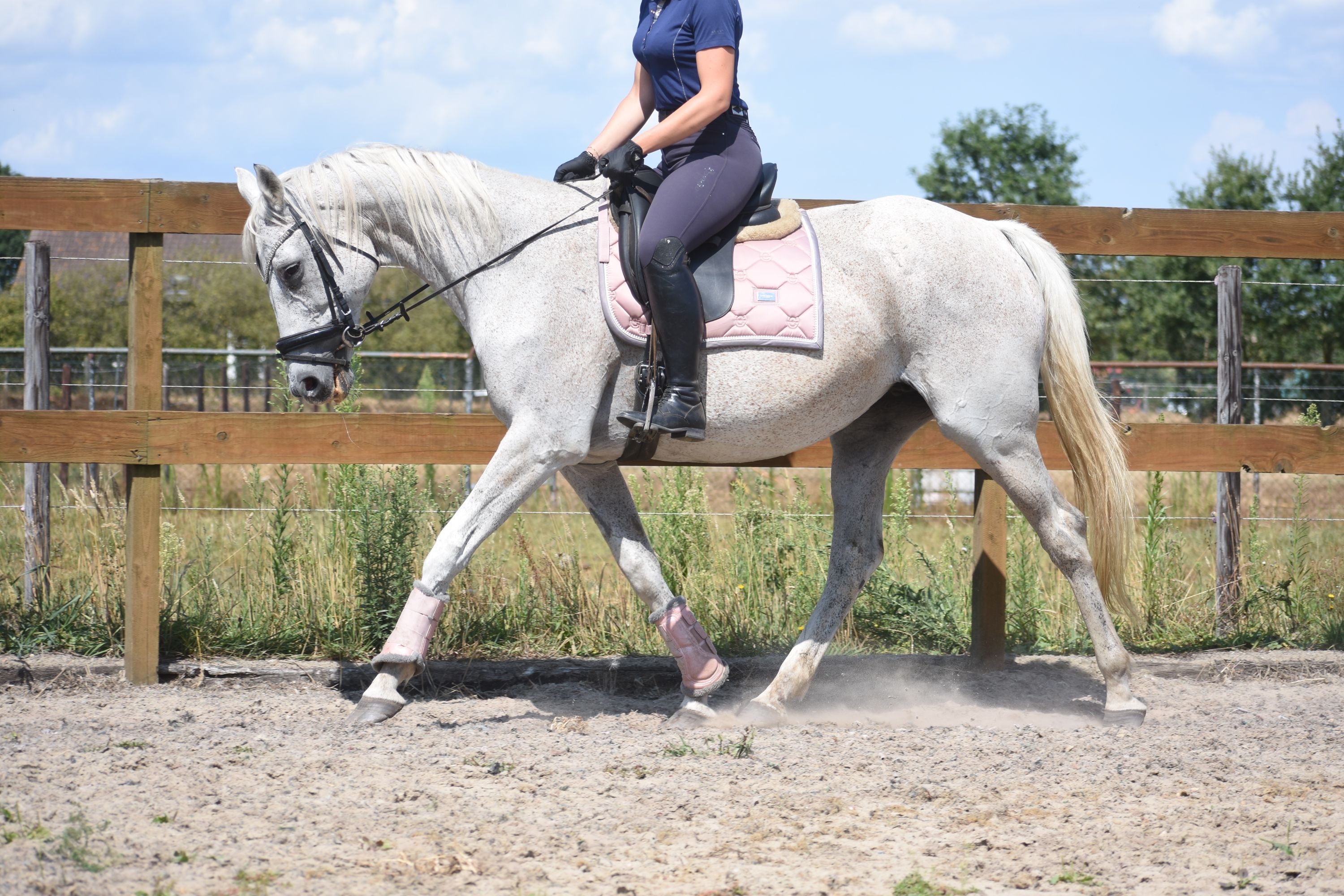 recreatie-paard merrie 20 岁 schimmel 出售 - 照片 6