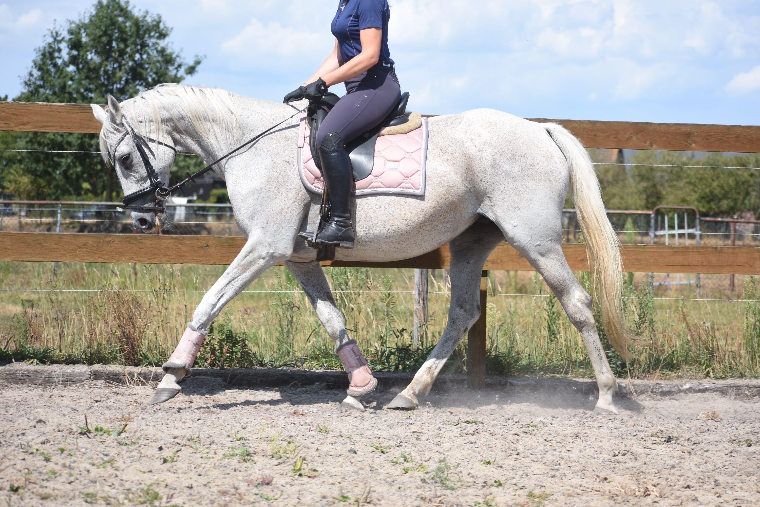 recreatie-paard merrie 20 岁 schimmel 出售 - 照片 5