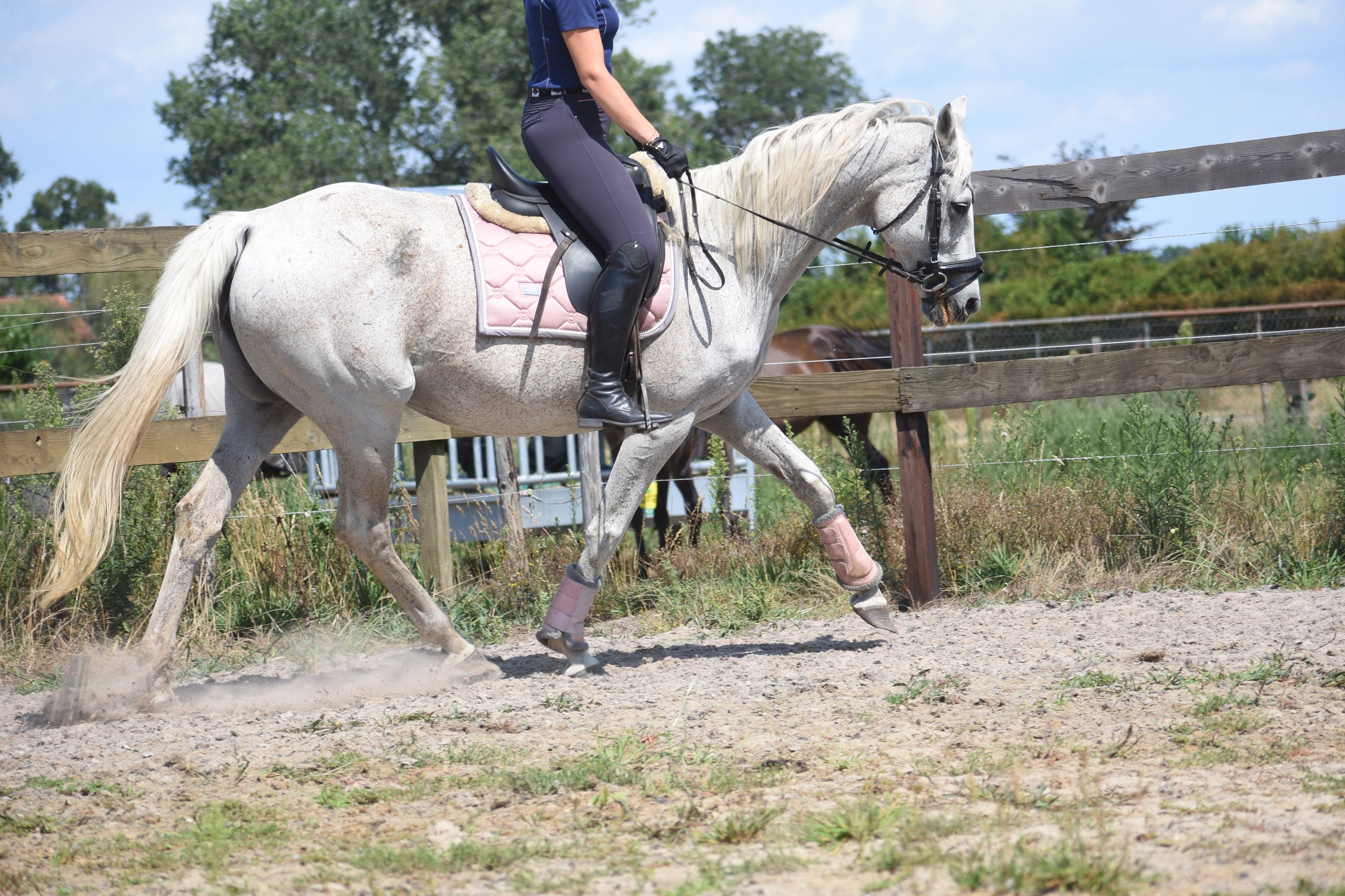 recreatie-paard merrie 20 岁 schimmel 出售 - 照片 2