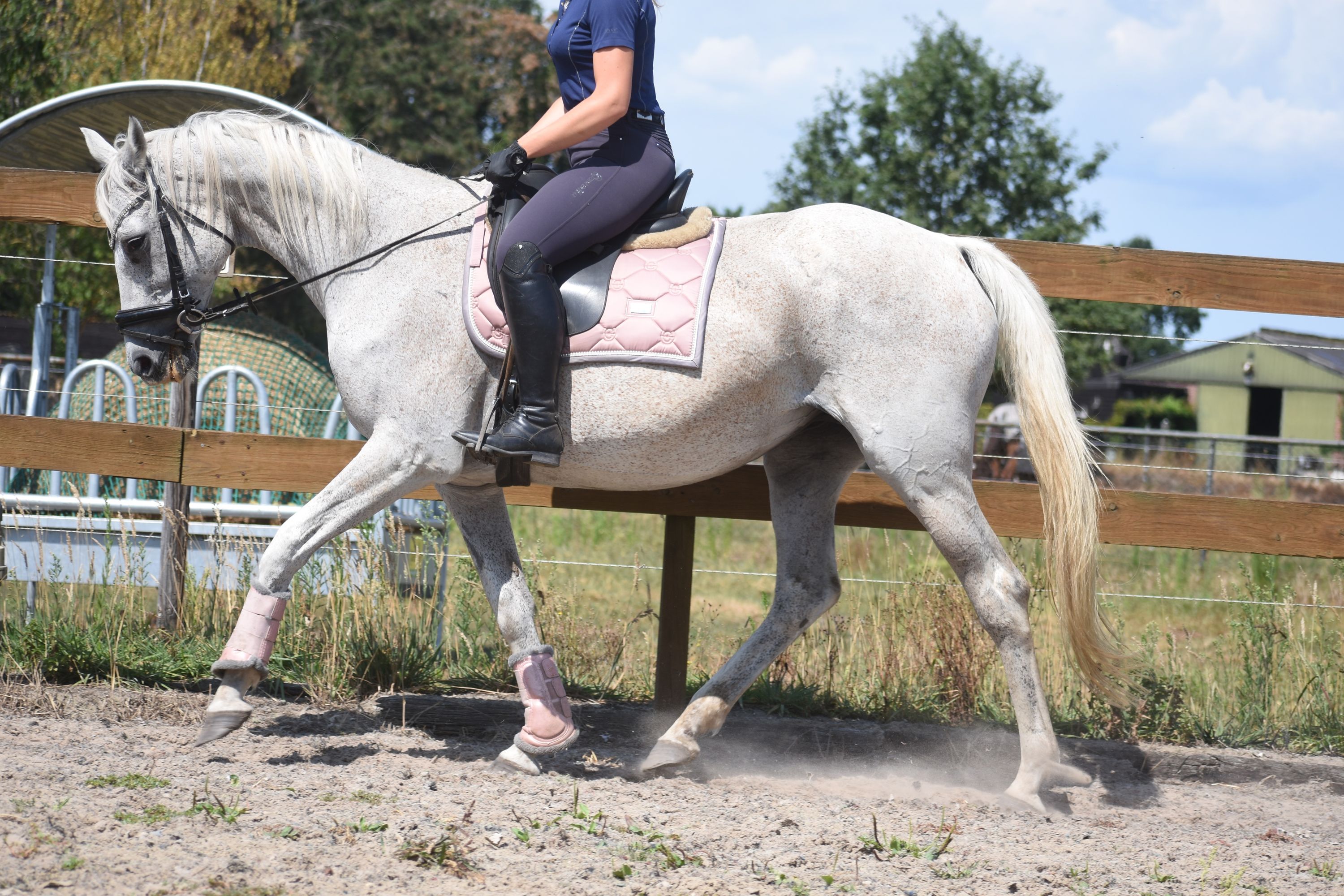 recreatie-paard merrie 20 岁 schimmel 出售 - 照片 3