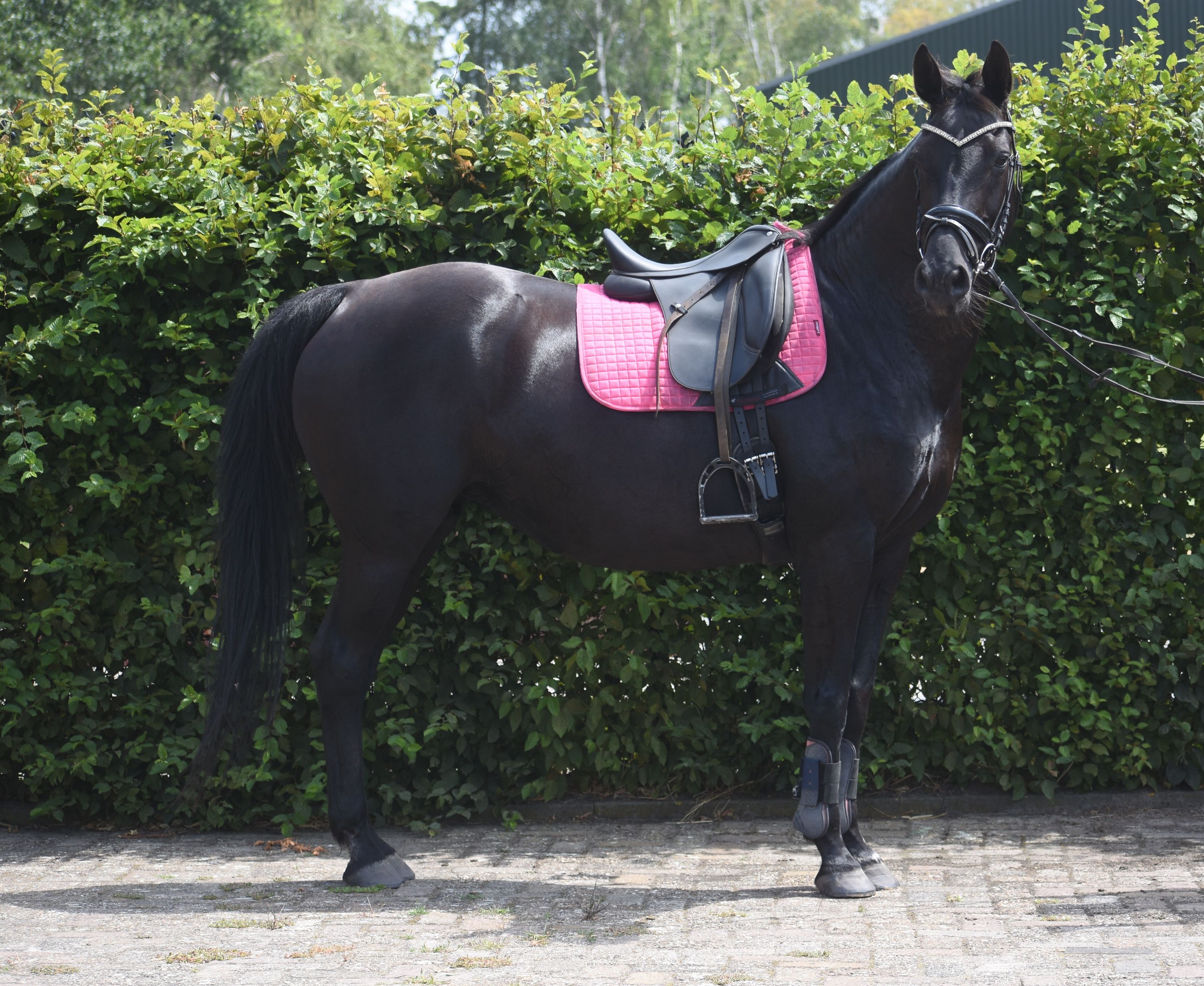 kwpn recreatie-paard merrie 16 岁 zwart 出售 - 照片 2