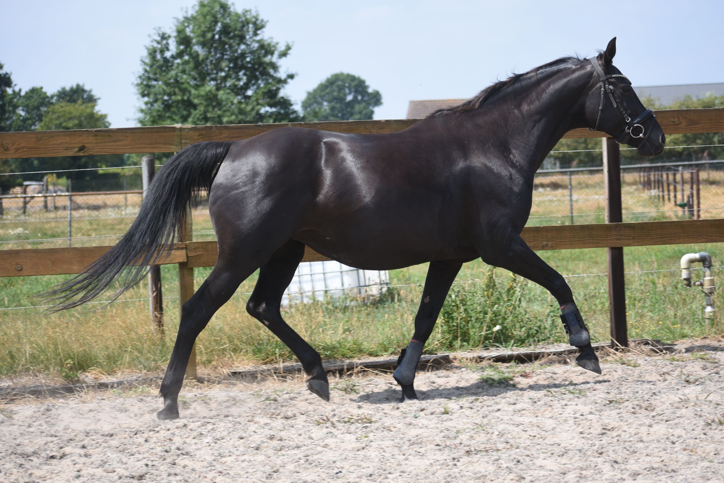 kwpn recreatie-paard merrie 16 岁 zwart 出售 - 照片 6