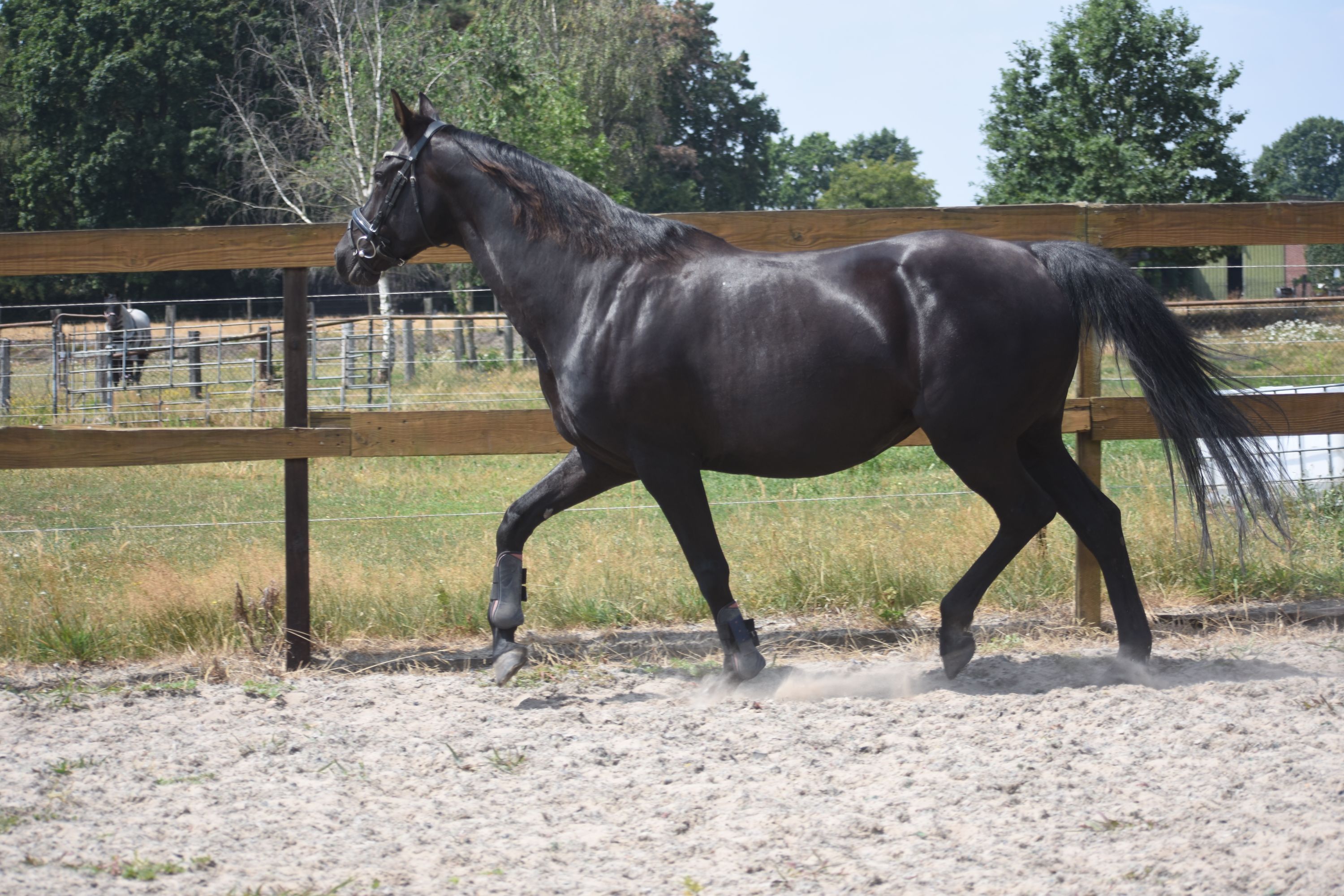 kwpn recreatie-paard merrie 16 岁 zwart 出售 - 照片 4