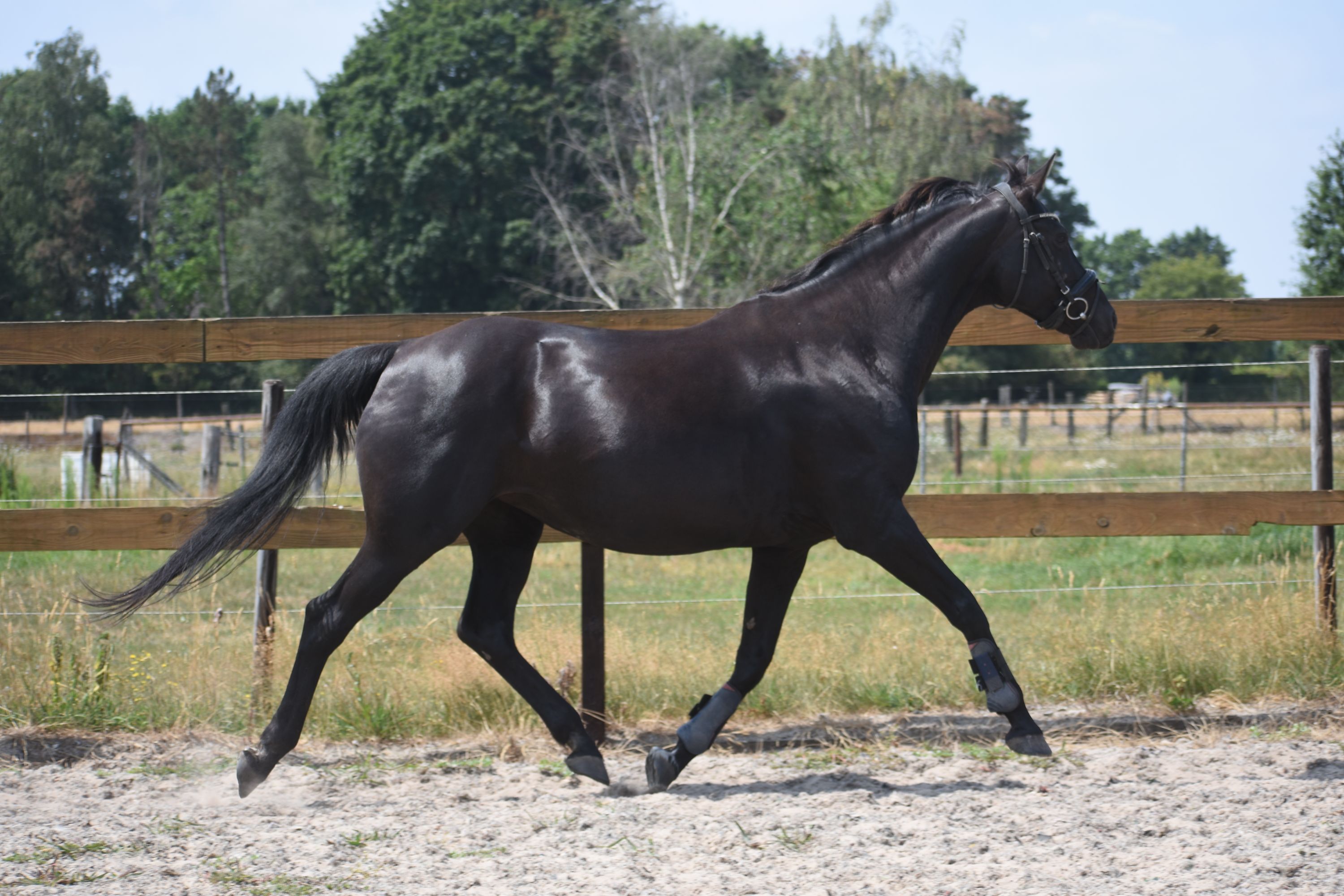 kwpn recreatie-paard merrie 16 岁 zwart 出售 - 照片 5