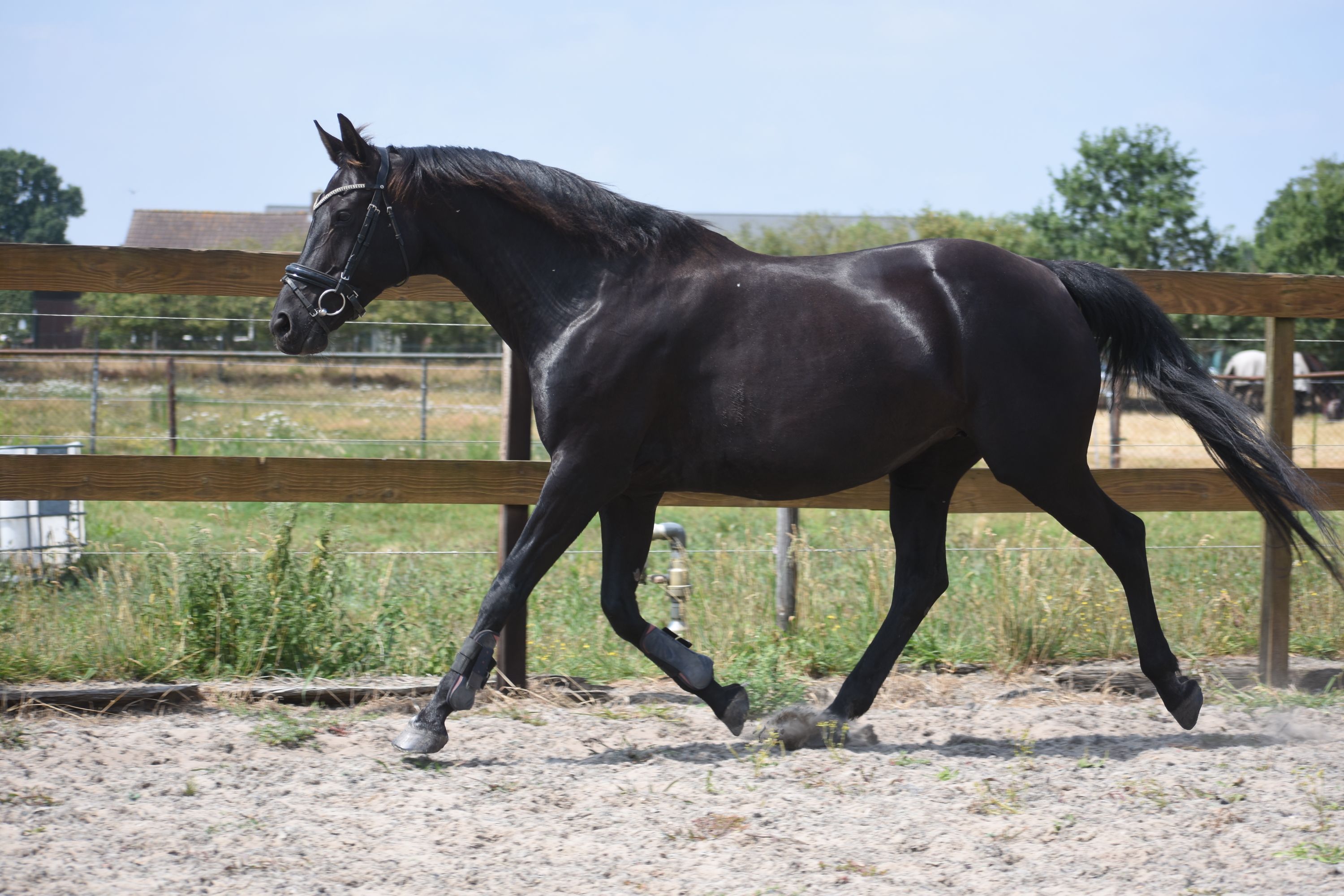 kwpn recreatie-paard merrie 16 岁 zwart 出售 - 照片 3