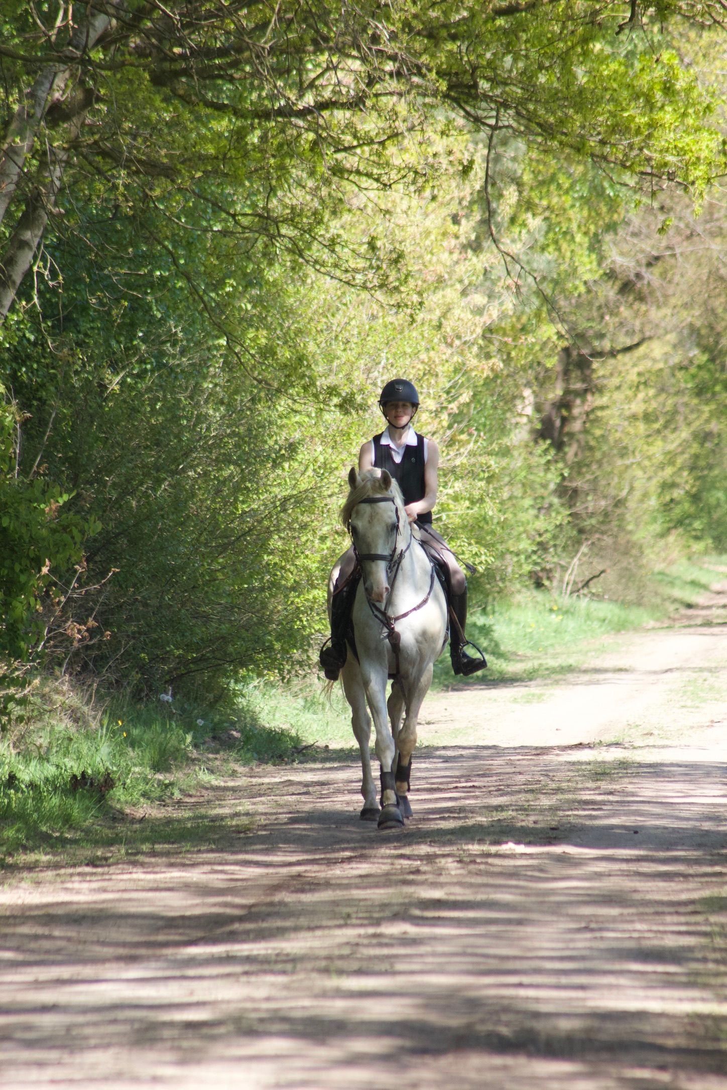 westfalen recreatie-paard ruin 13 years old schimmel for sale - Photo 3