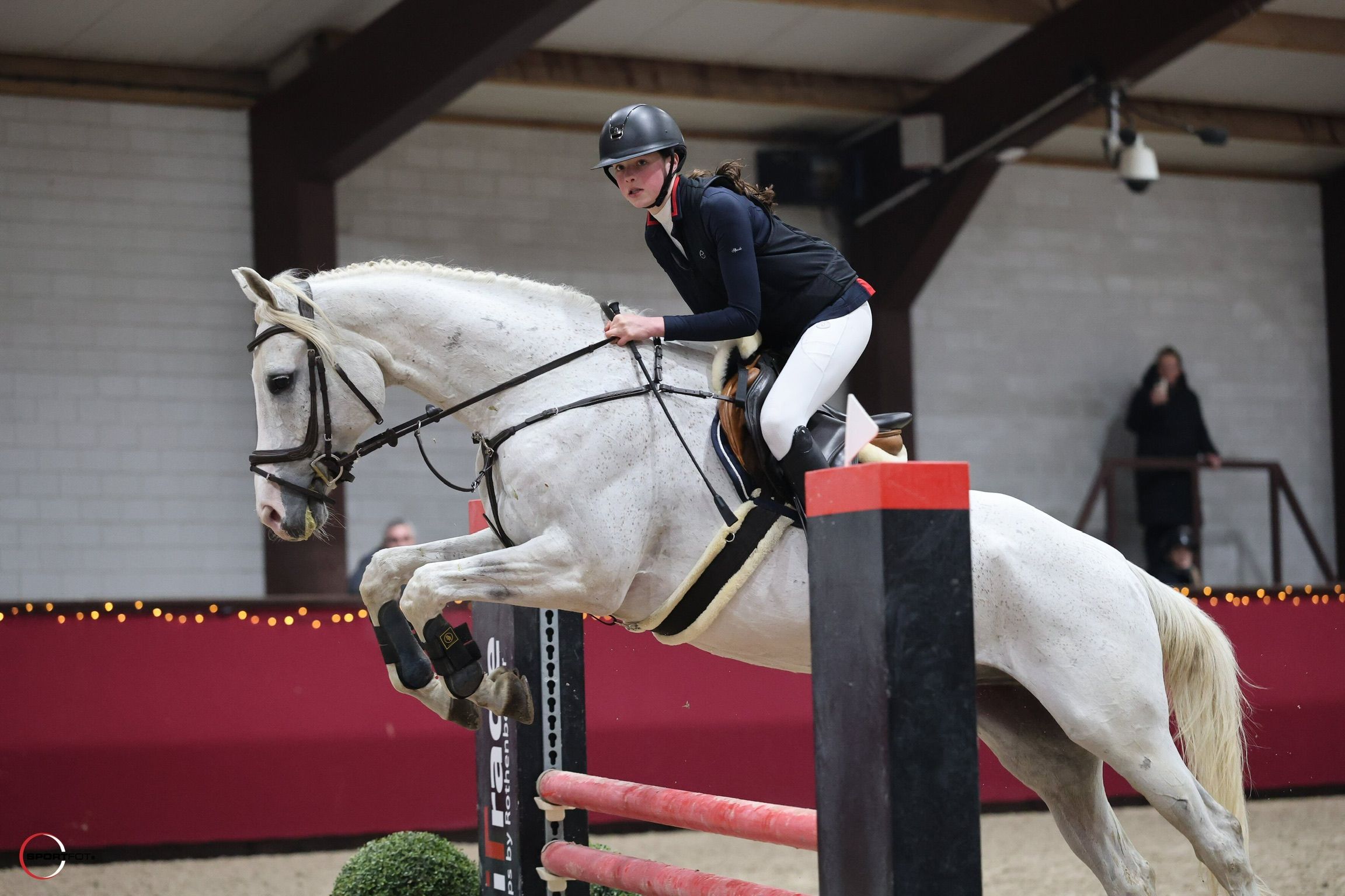 westfalen recreatie-paard ruin 13 years old schimmel for sale - Photo 2