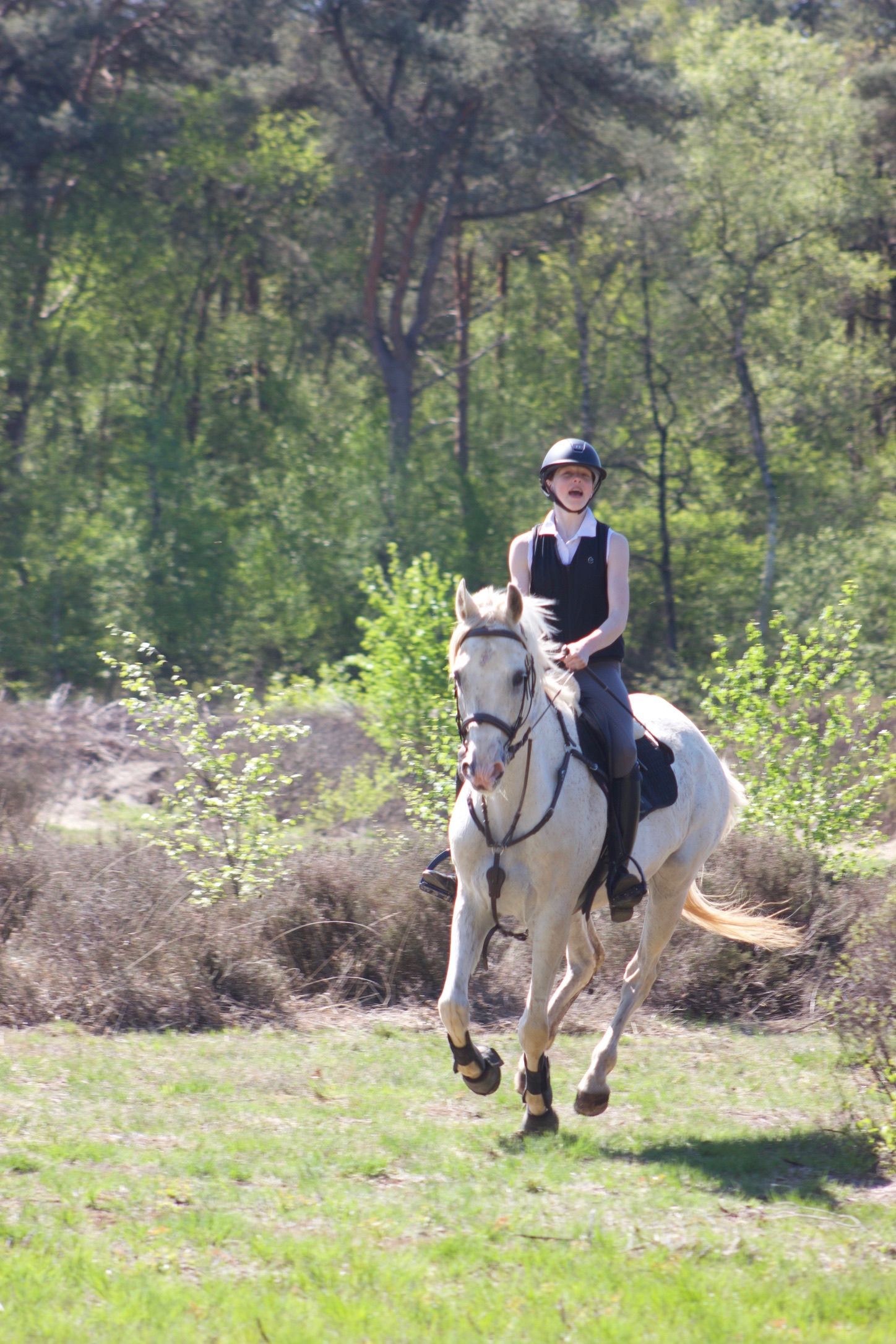 westfalen recreatie-paard ruin 13 years old schimmel for sale - Photo 4