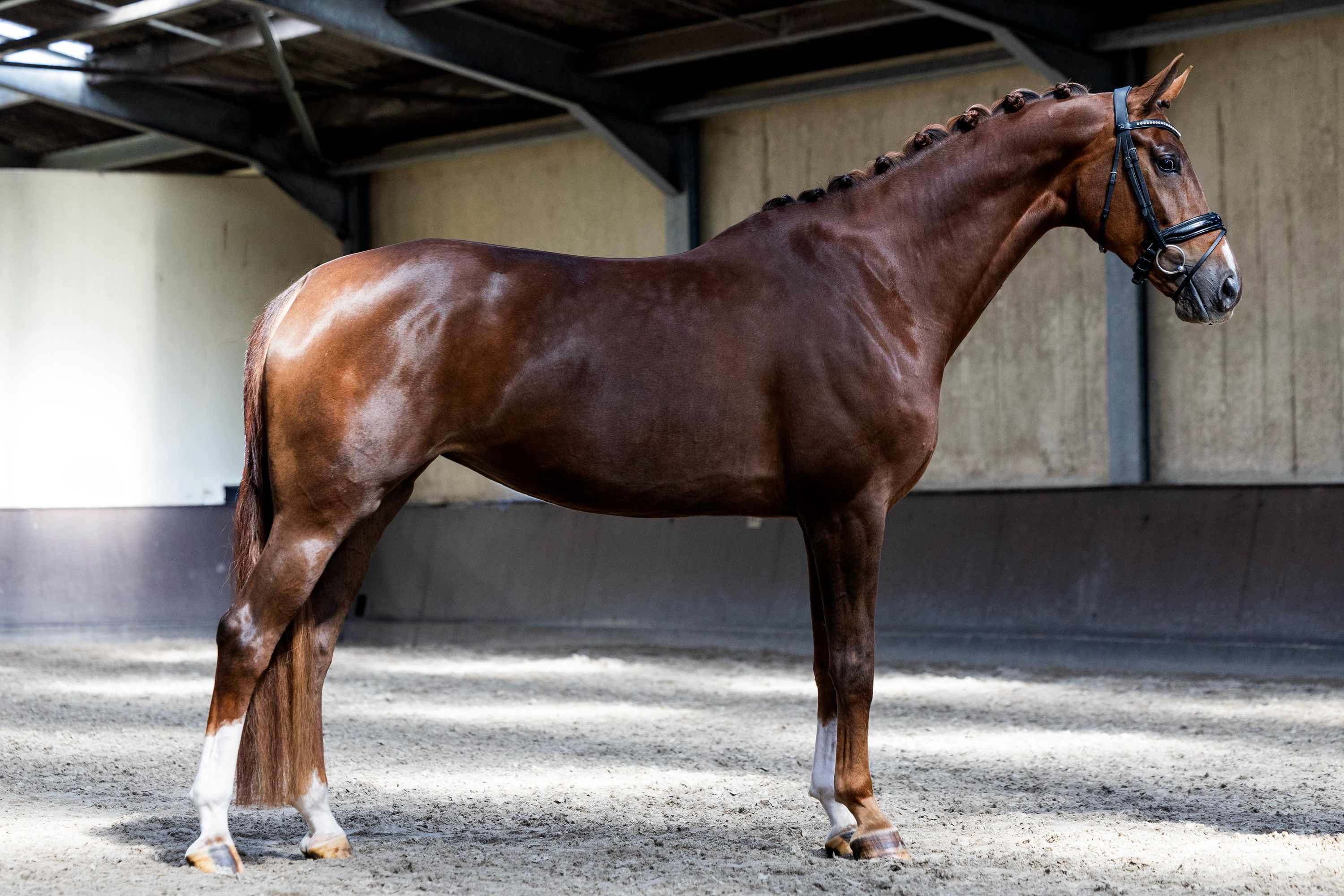 kwpn dressuurpaard merrie 7 岁 vos 出售 - 照片 2