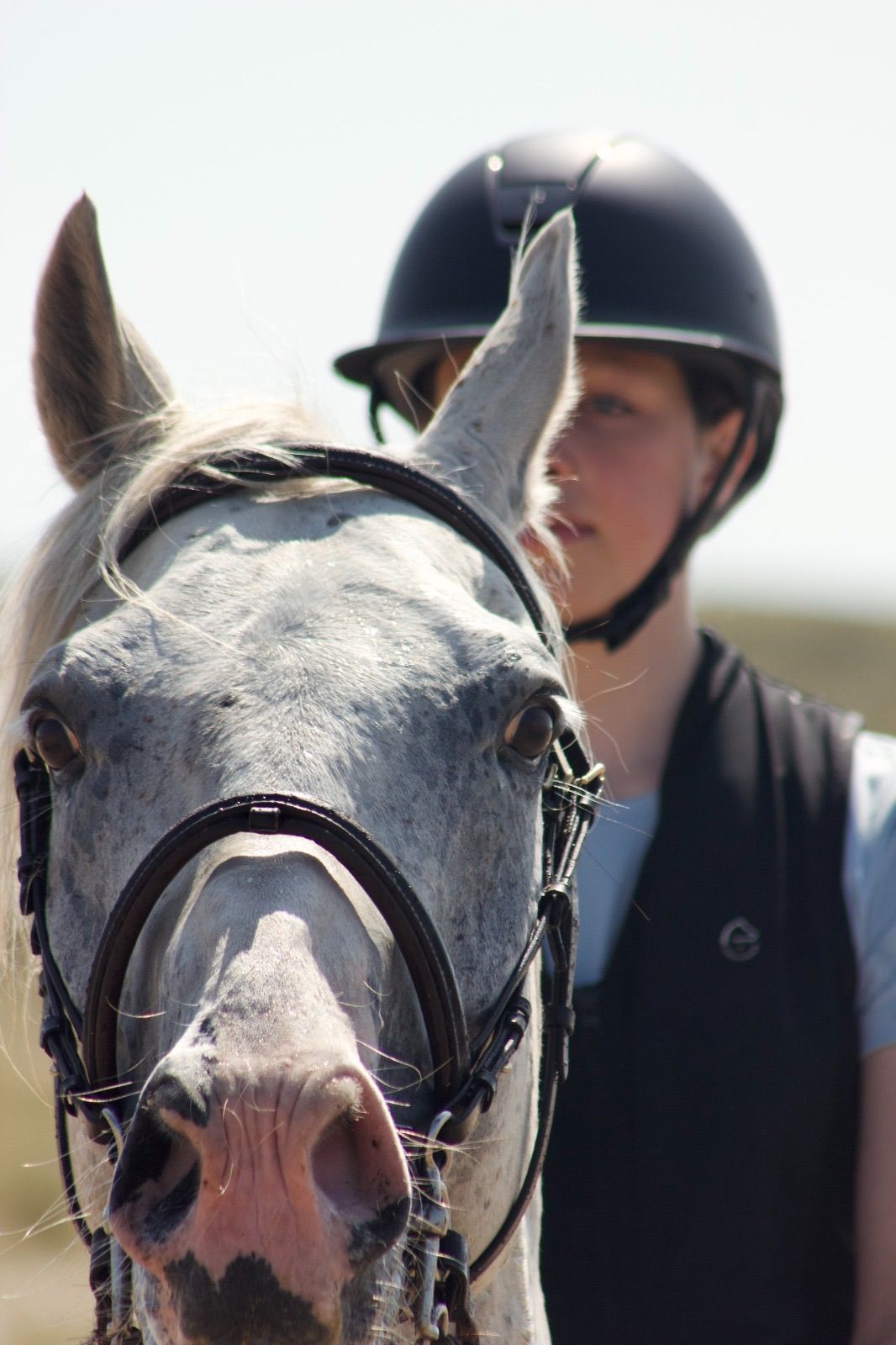 westfalen recreatie-paard ruin 13 years old schimmel for sale - Photo 5