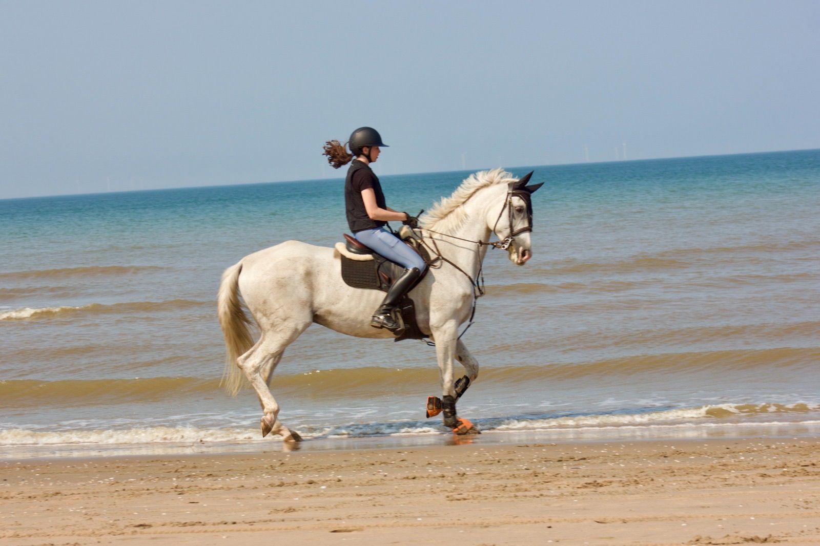 westfalen recreatie-paard ruin 13 years old schimmel for sale - Photo 6